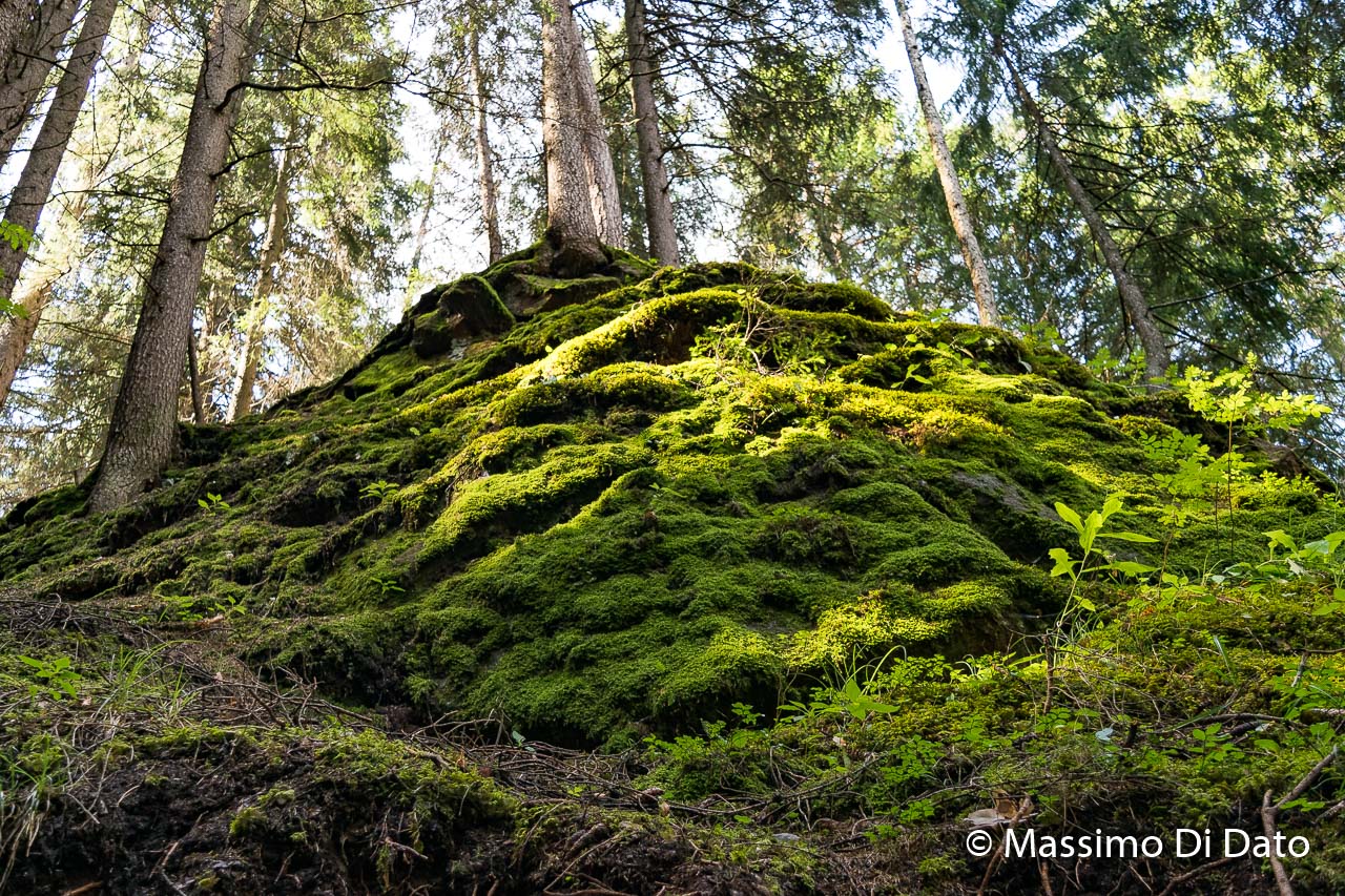 Where are the gnomes?