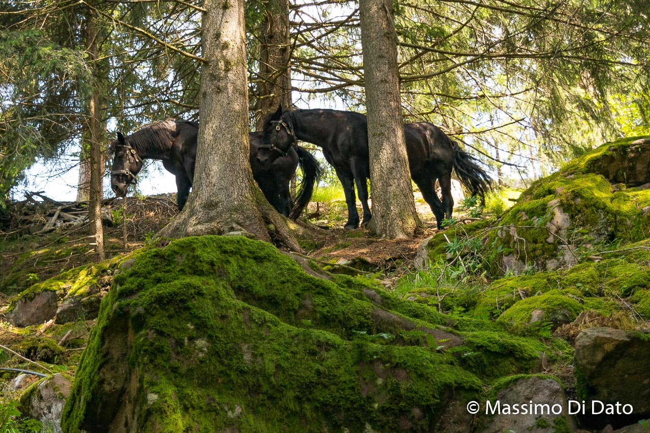 Two free foals, what a thrill!