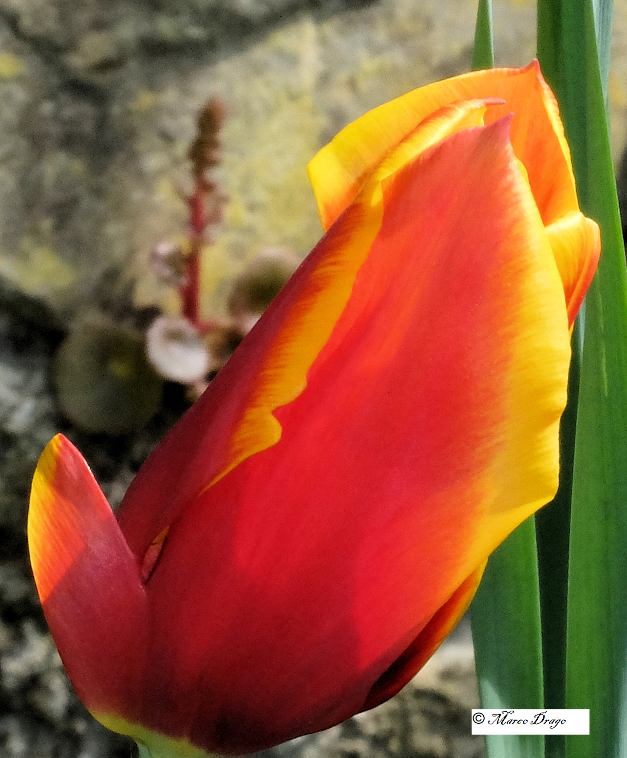 Tulip