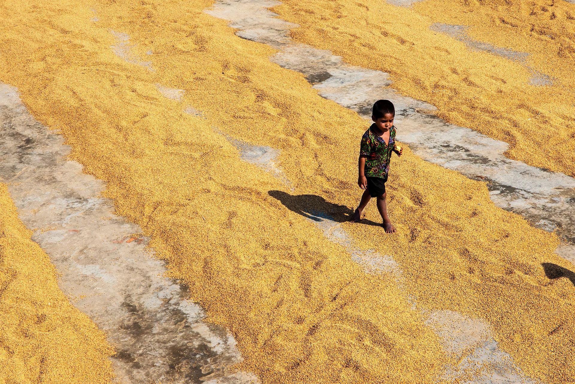 Drying the Rice