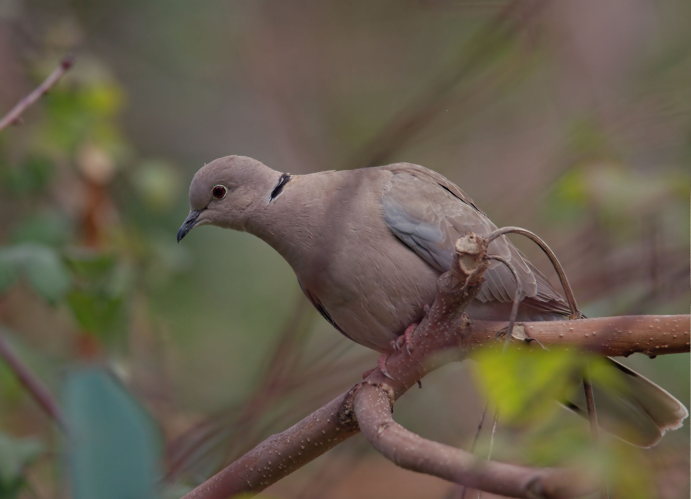 Collared Turtledove
