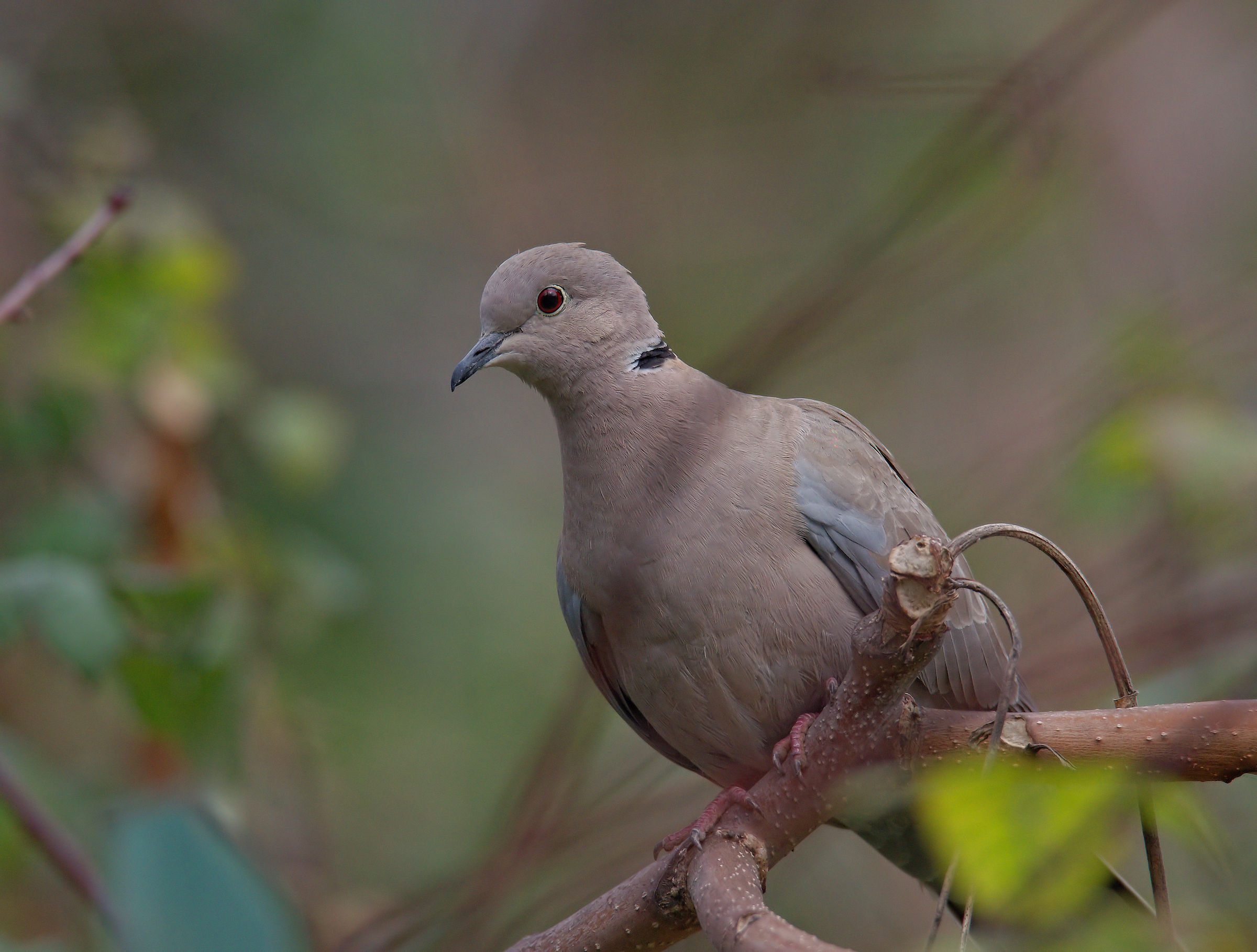 Collared Turtledove