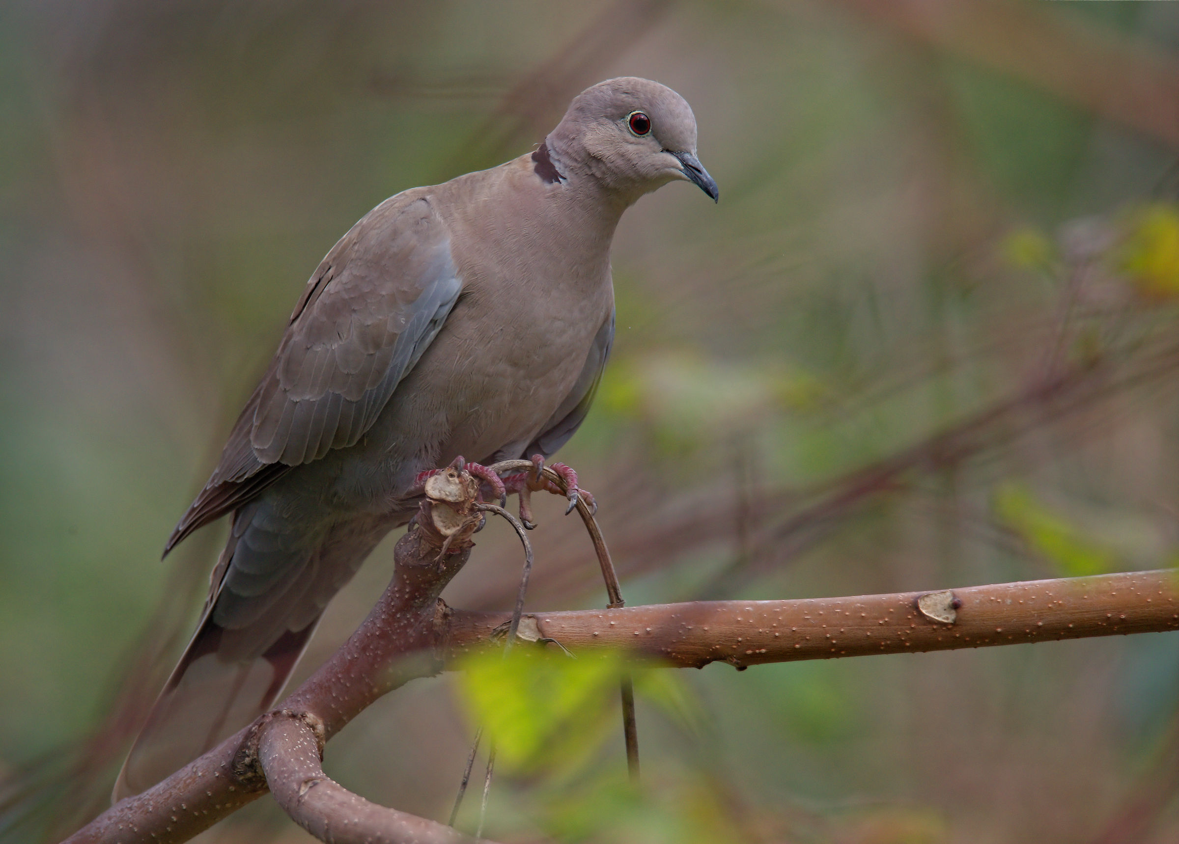 Collared Turtledove