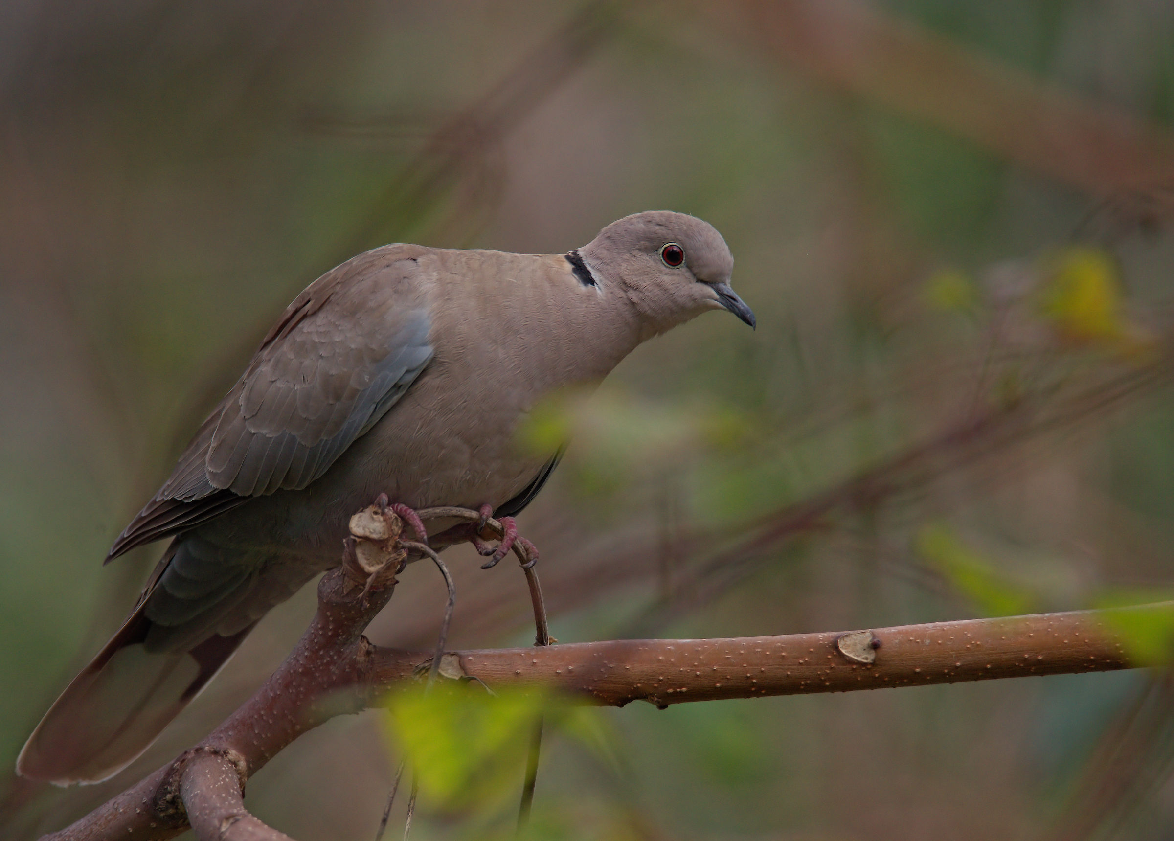 Collared Turtledove