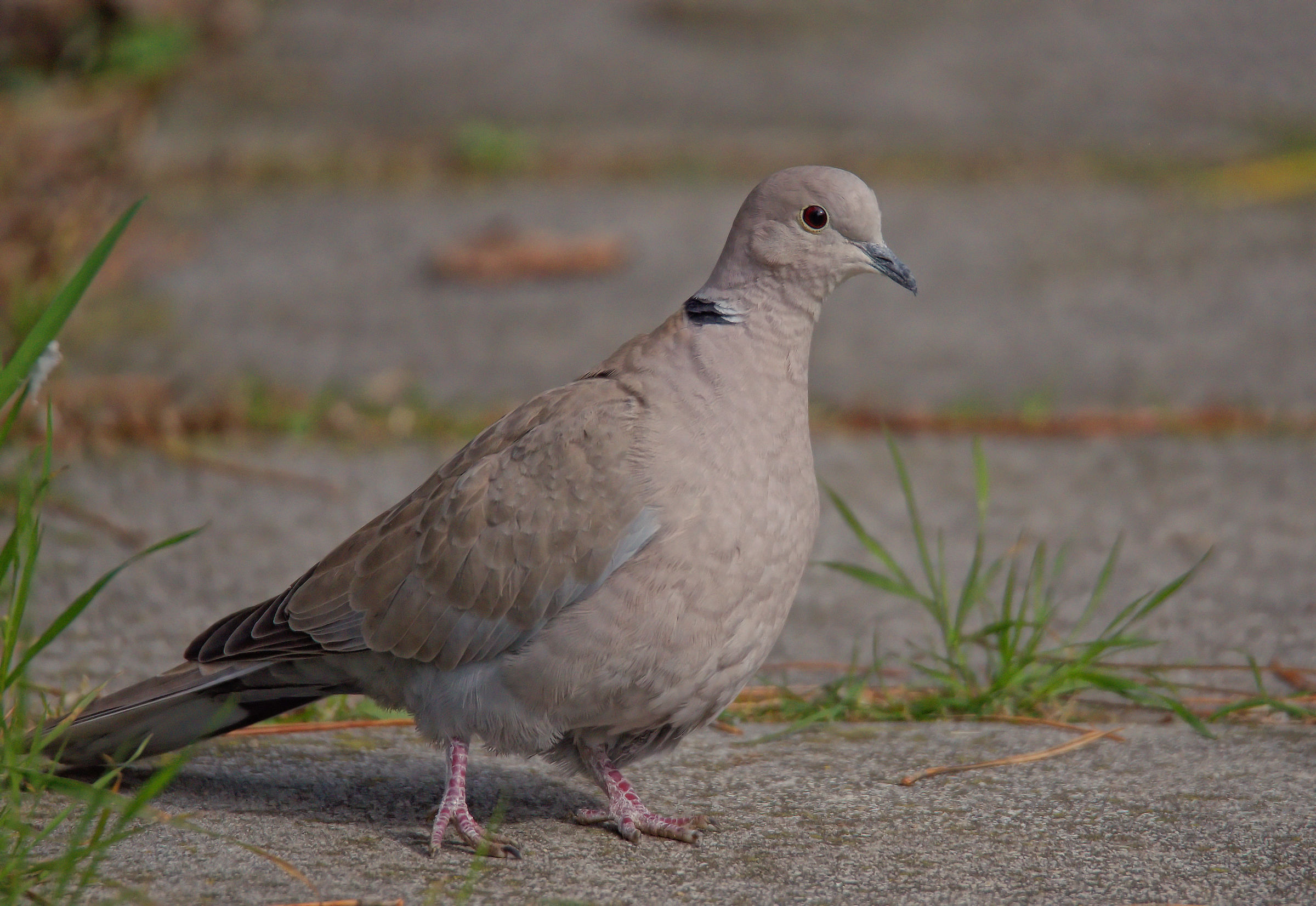 Collared Turtledove