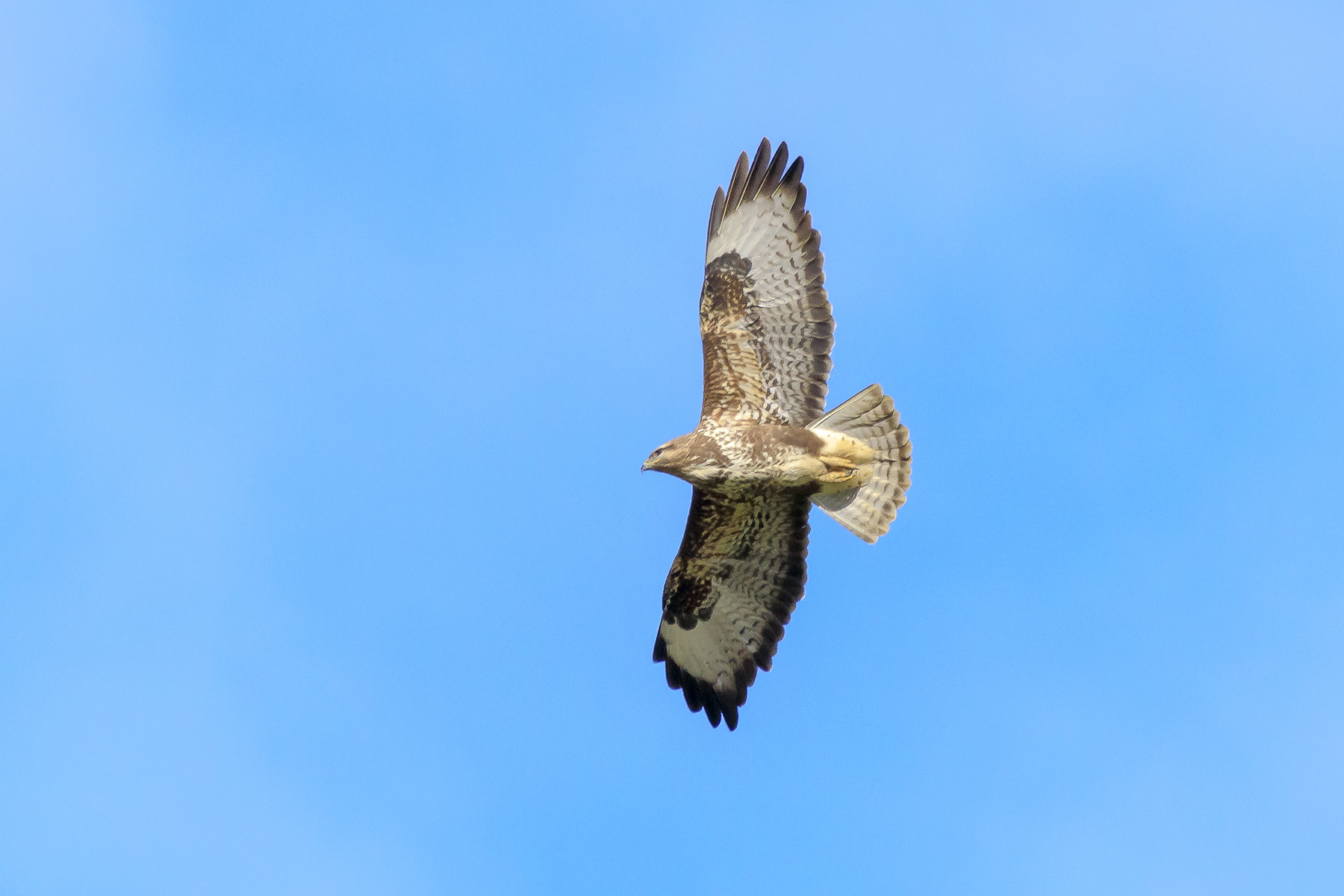 Buzzard (Crop pushed)