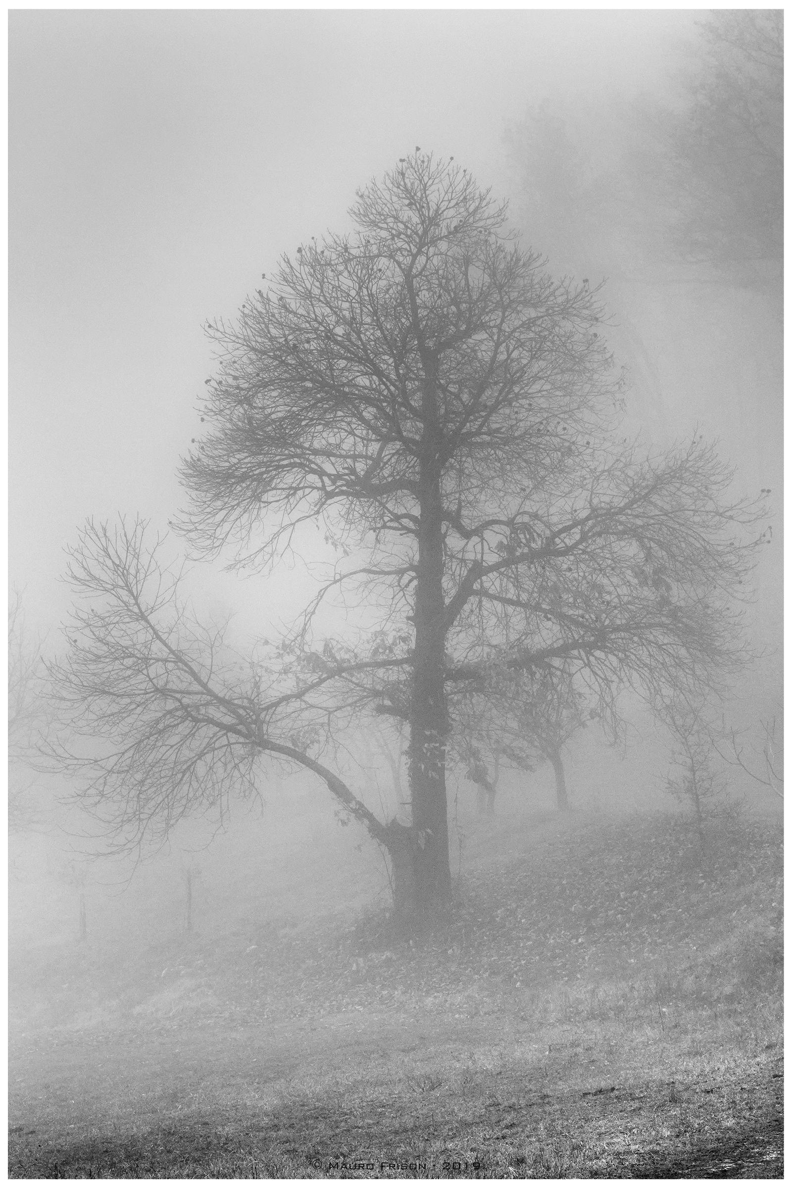 The Chestnut and the fog