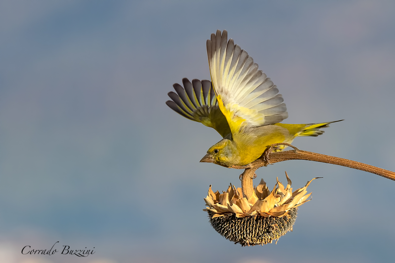 Greenfinch departing