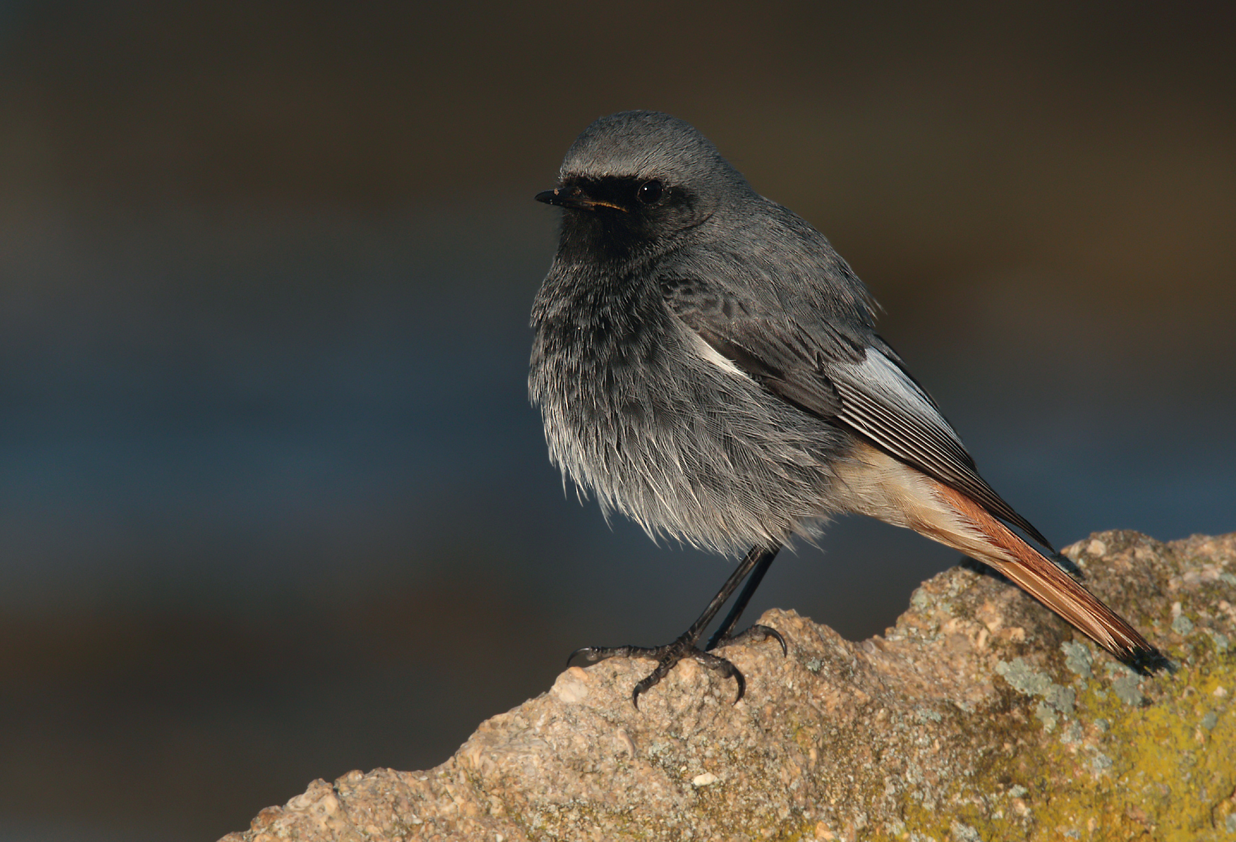 Red-washed redlight (m)