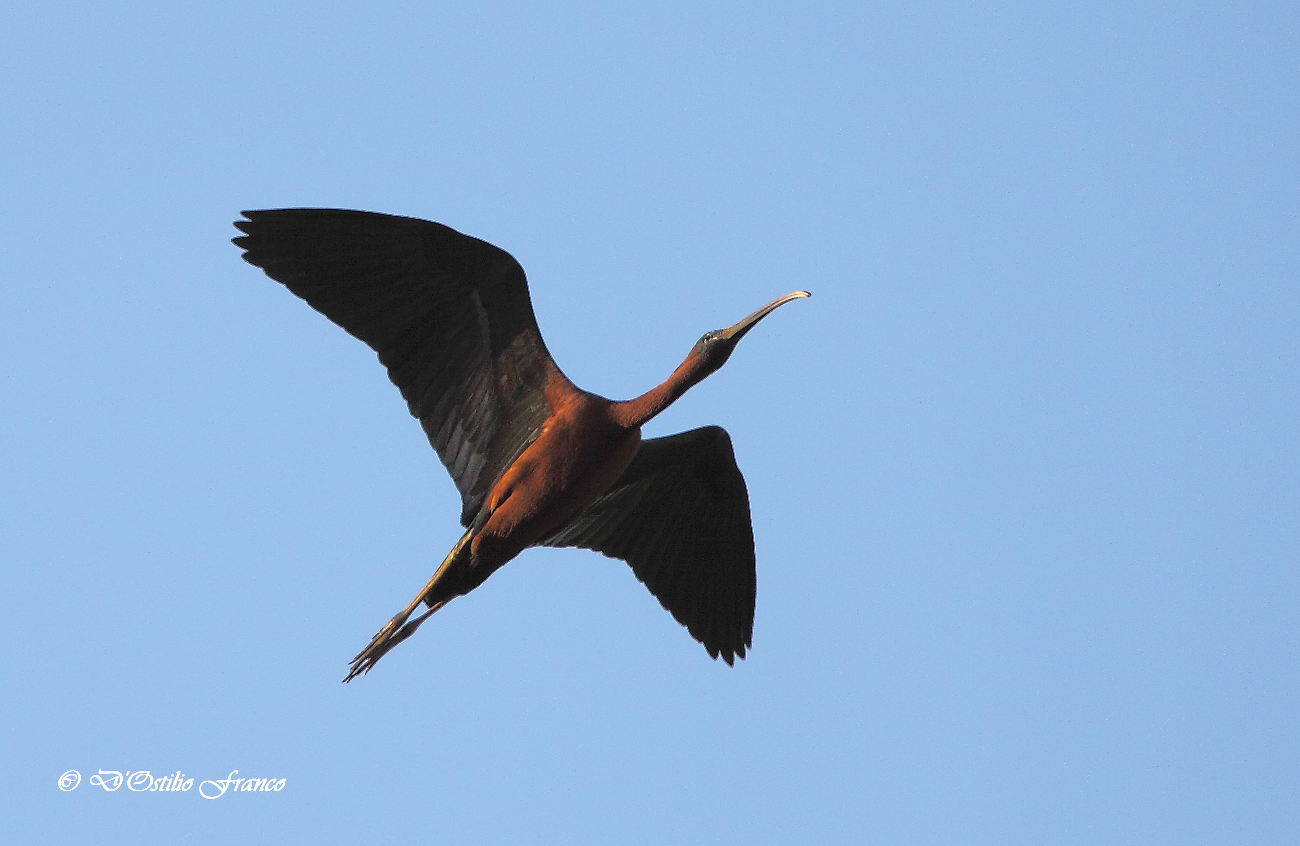 Glossy Ibis.