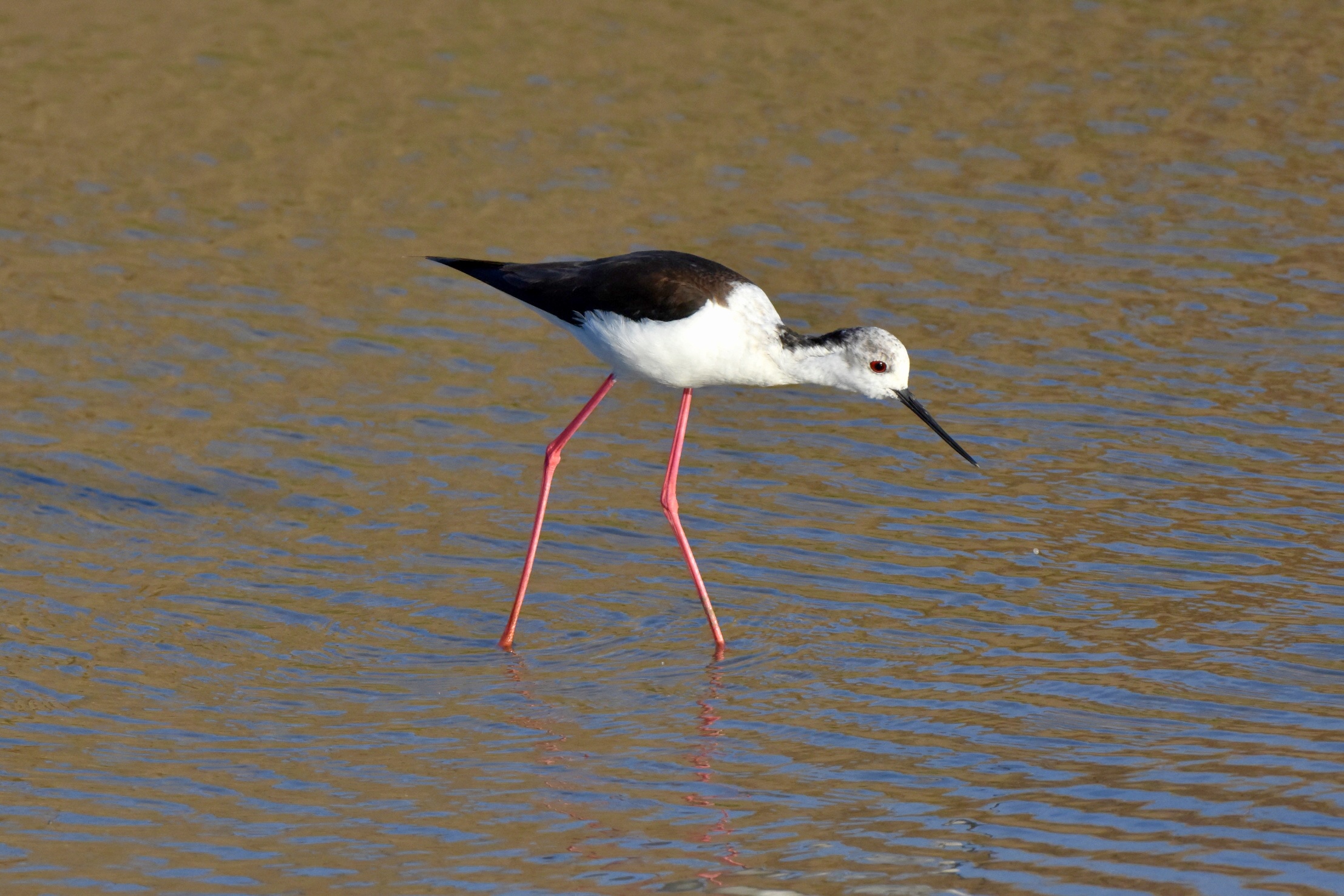 Himantopus Himantopus