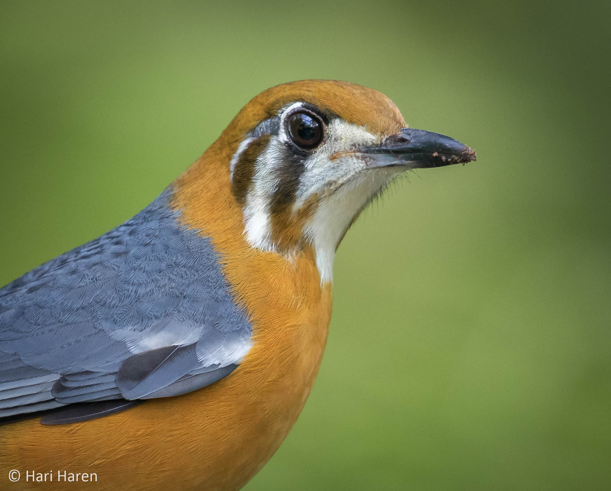 Orange-headed thrush