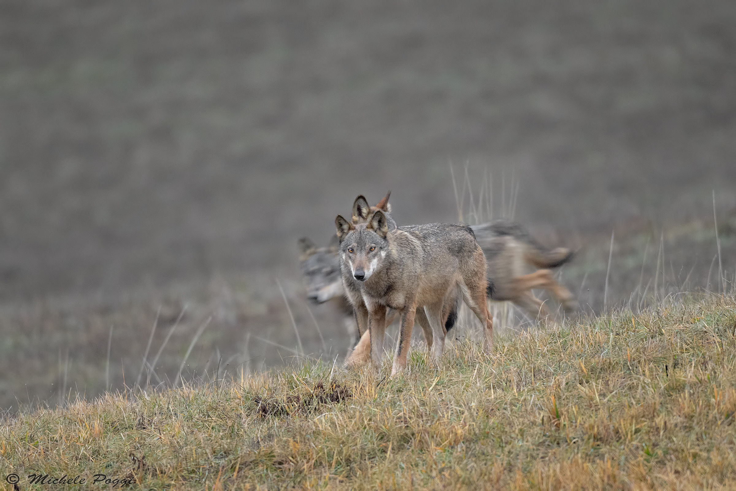 Il buono il brutto e il cattivo...