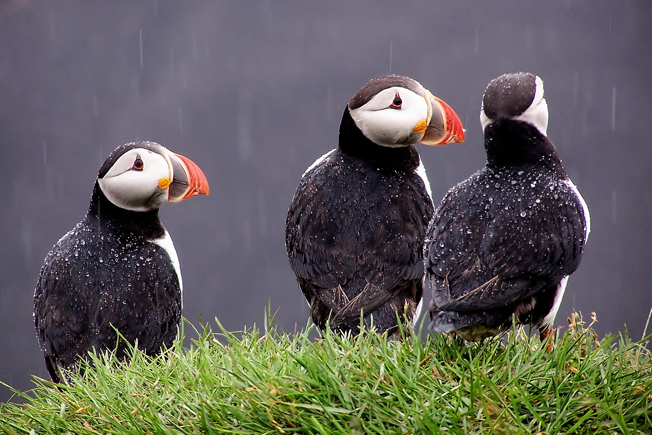 Puffins in the pouring rain