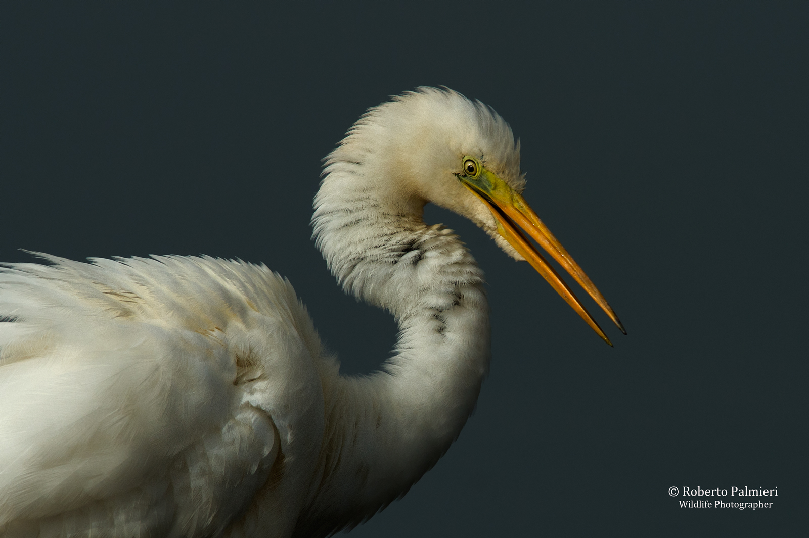 Detail of a white Heron M. (Casmerodius albus).
