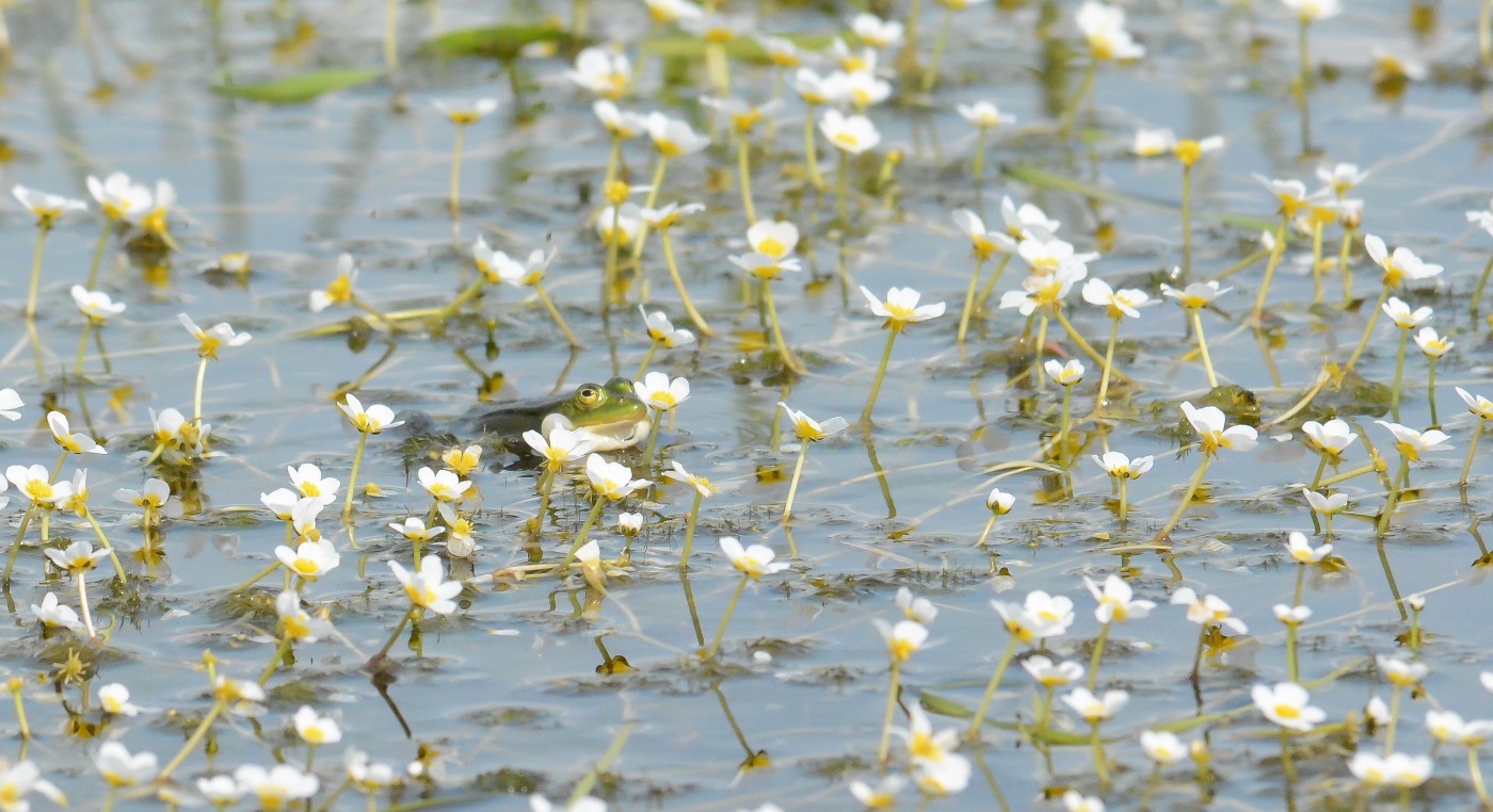 Pelophylax kl. esculentus