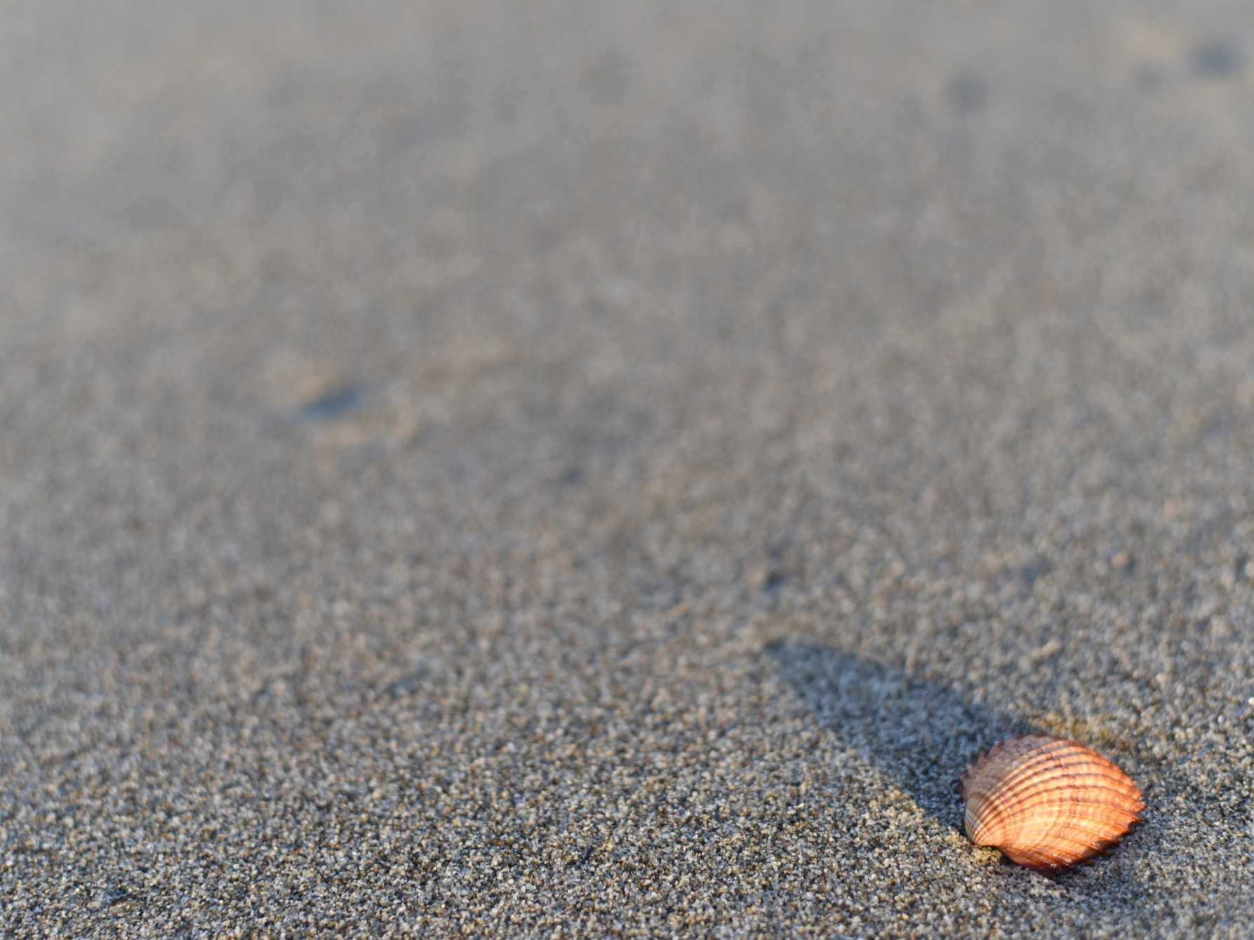 The long shadow of the sunset