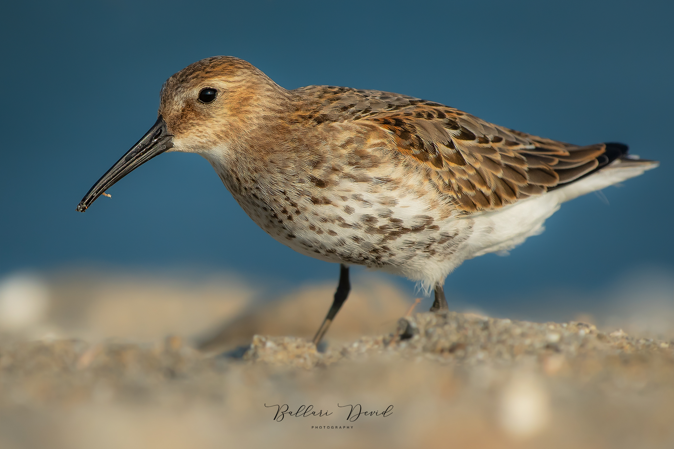 piovanello pancianera