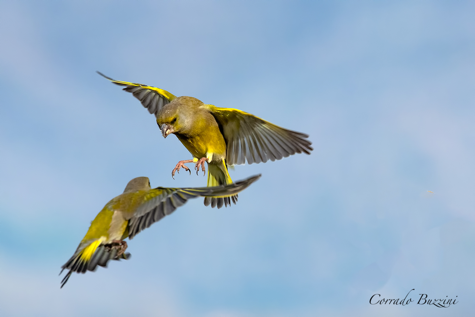 Fighting between Bucks