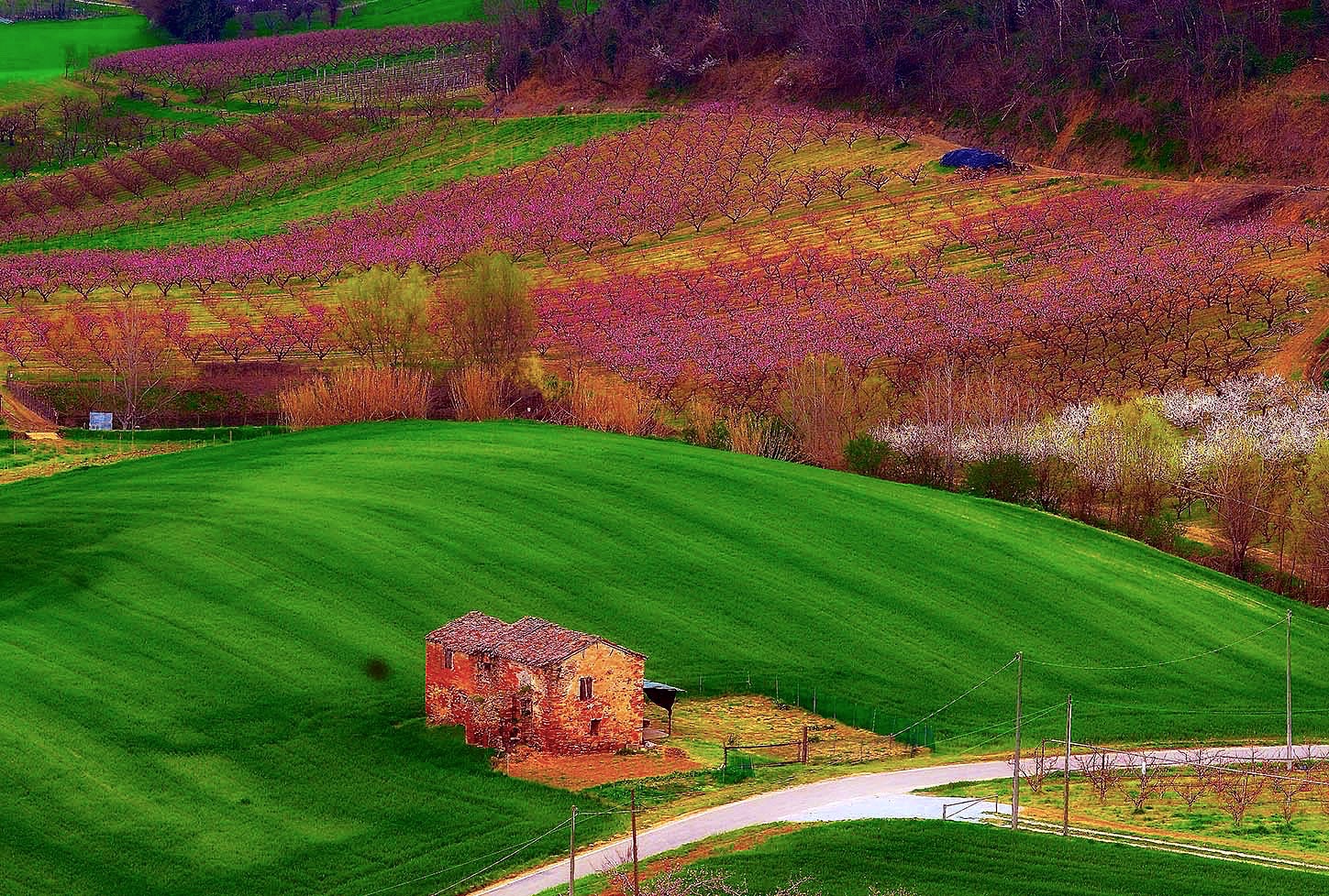 Flowering of fish in Longiano