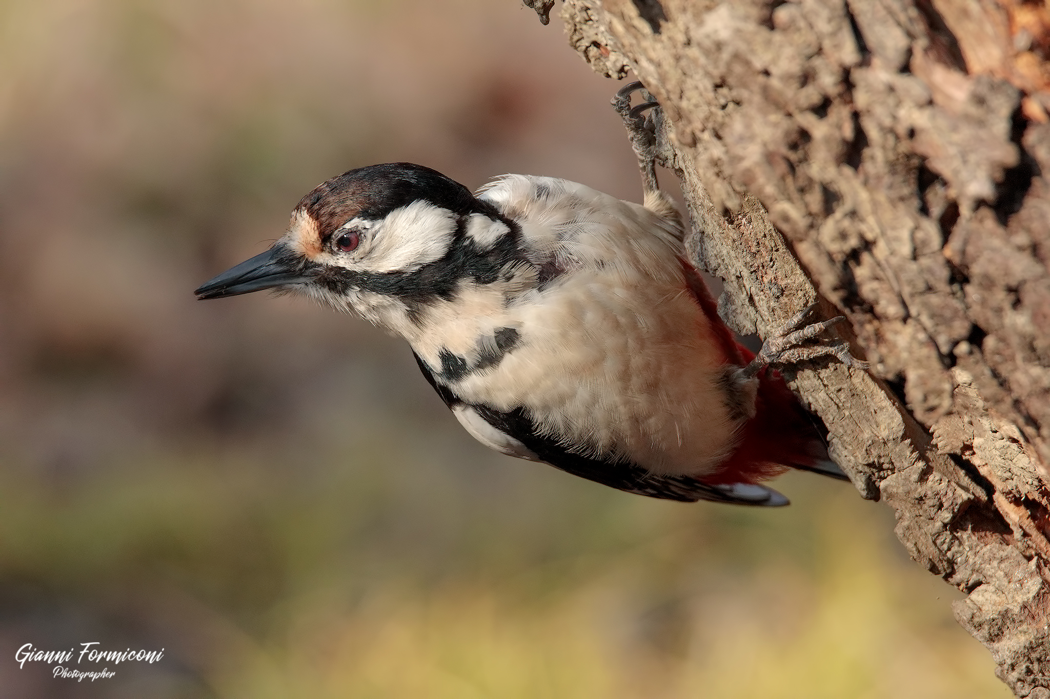 Picchio rosso maggiore
