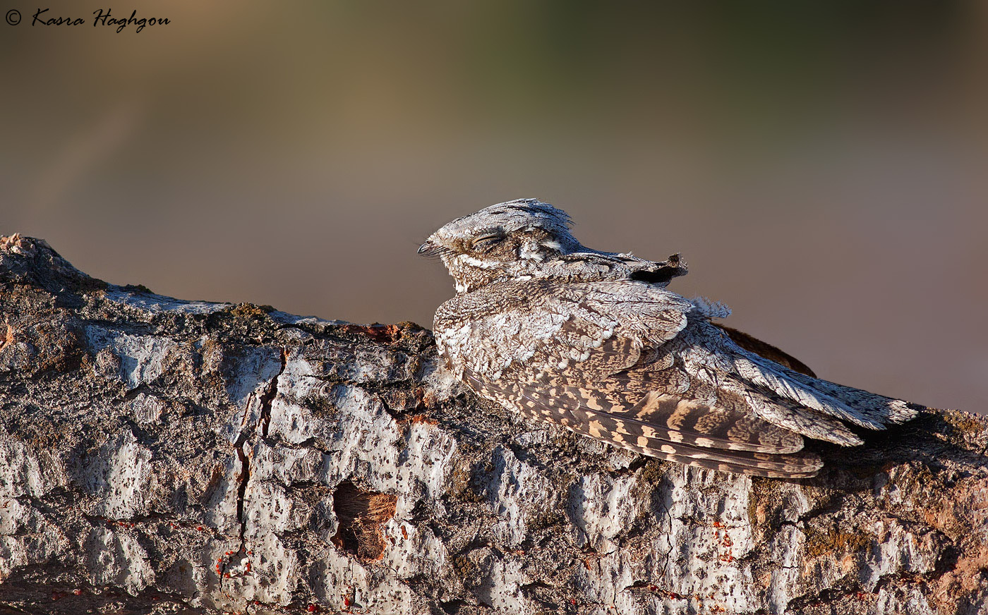 Egyptian nightjar