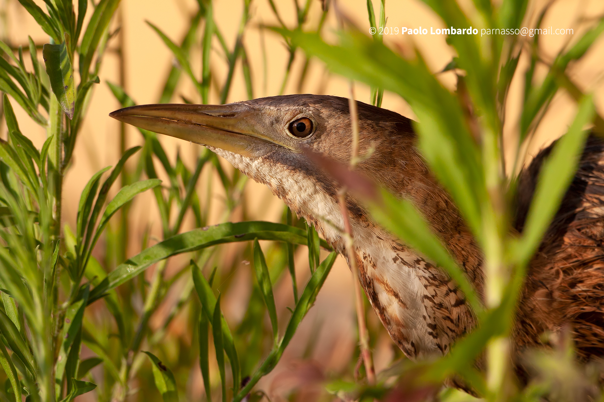 Botaurus stellaris - Great bittern - Tarabuso