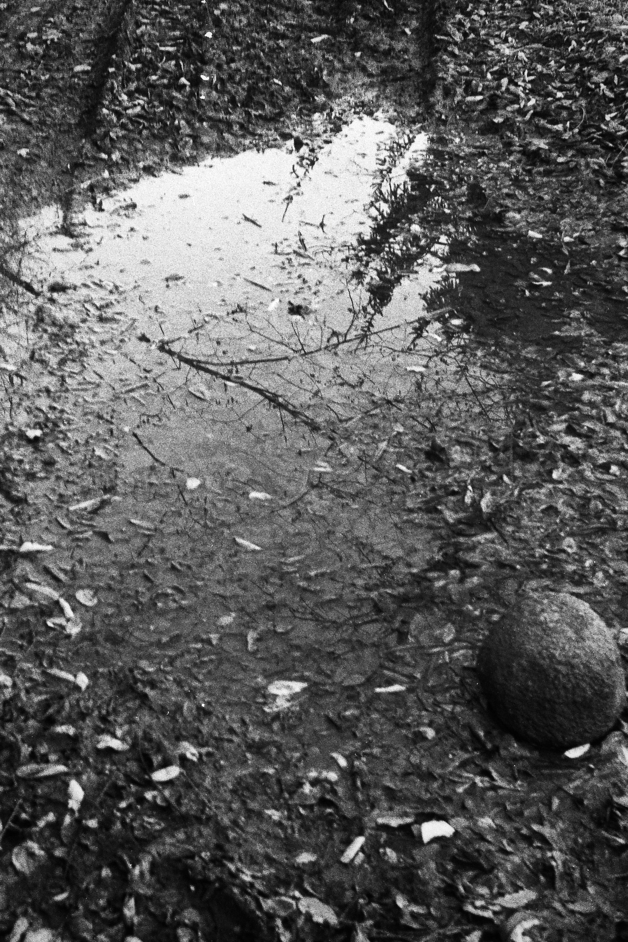 Parco del Lura (Pellicola)