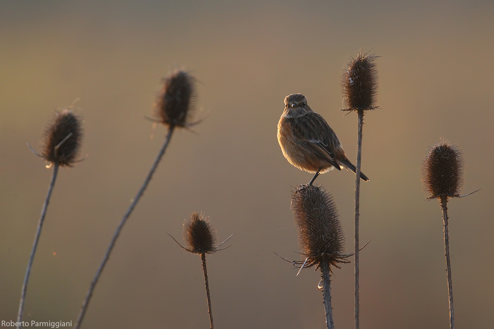 Composizione con saltimpalo