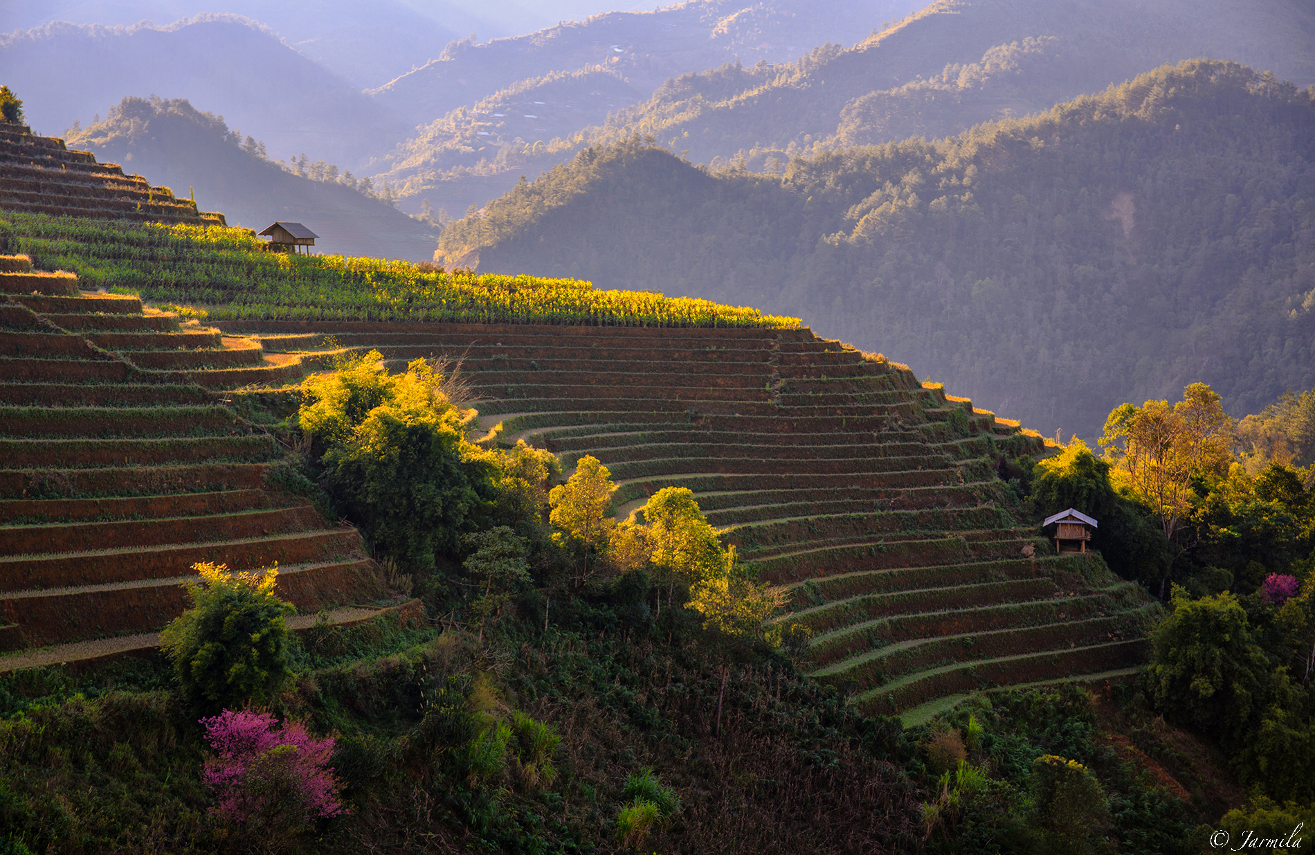 The winter light on the rice fields of mù Cang Ch?i