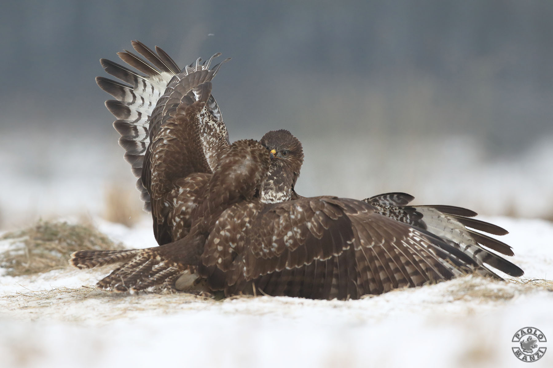 Common Buzzard-Buteo Buteo