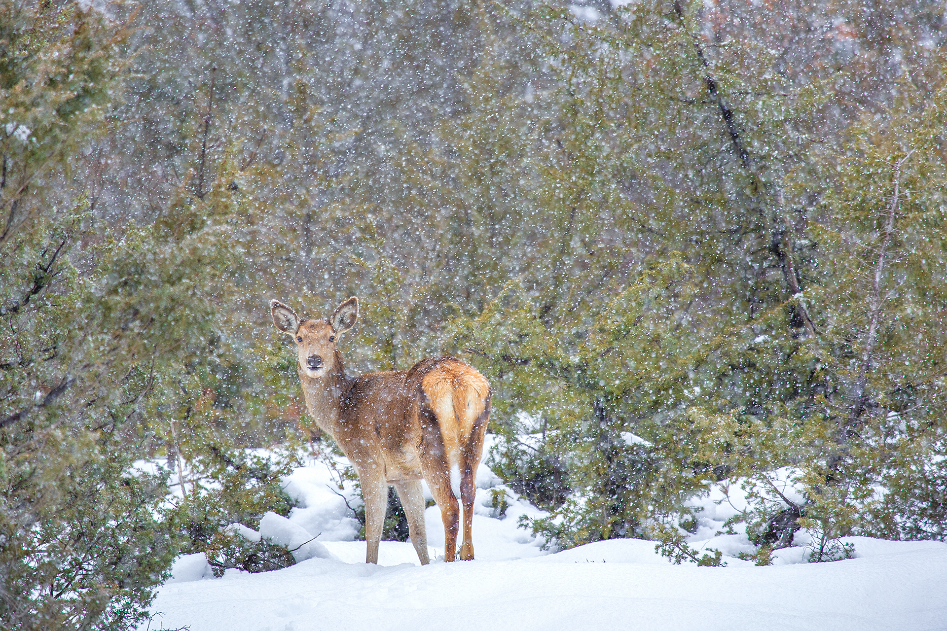 Loks in the silence of the snowfall