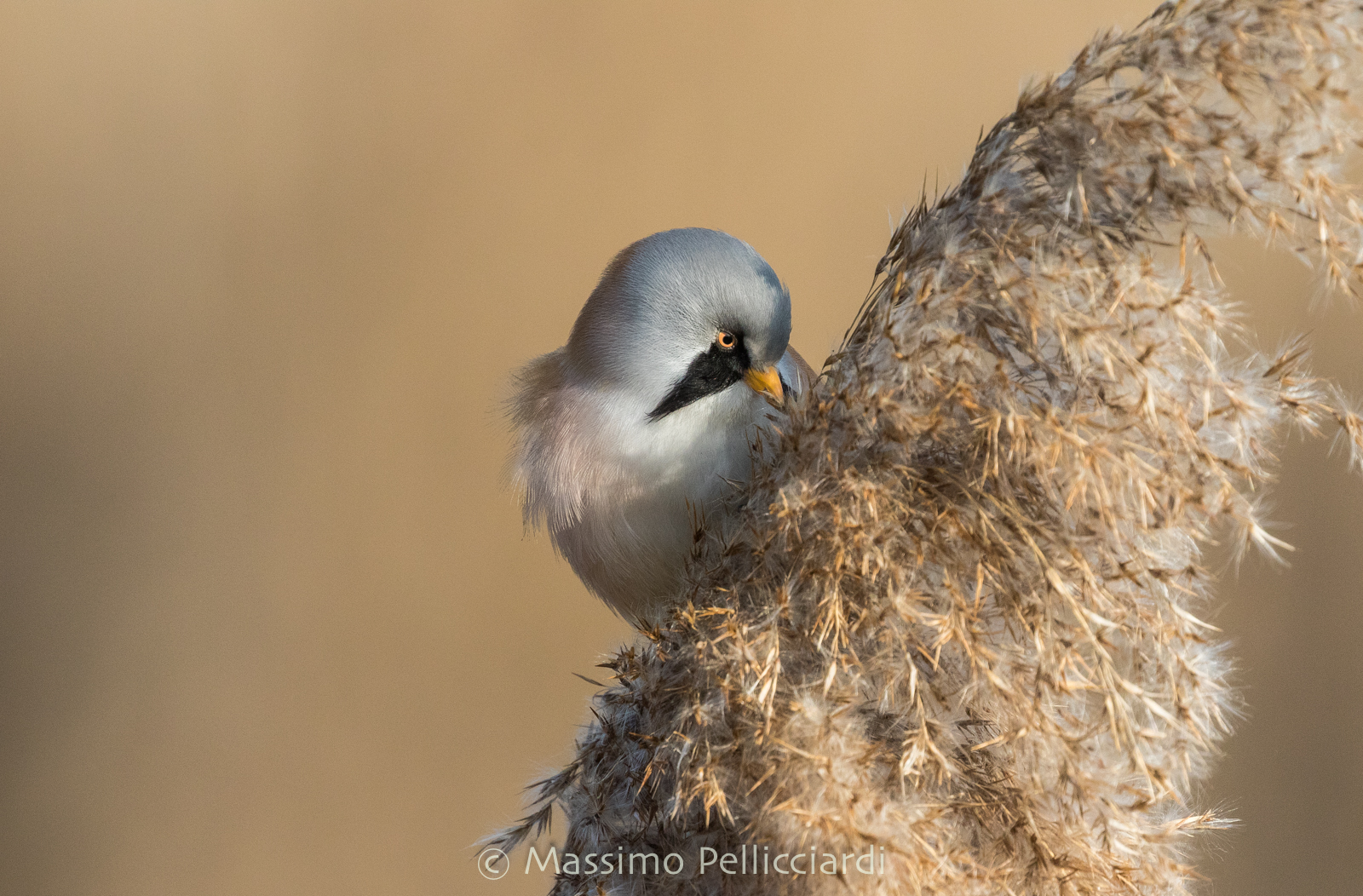 Male Basettino that cool!