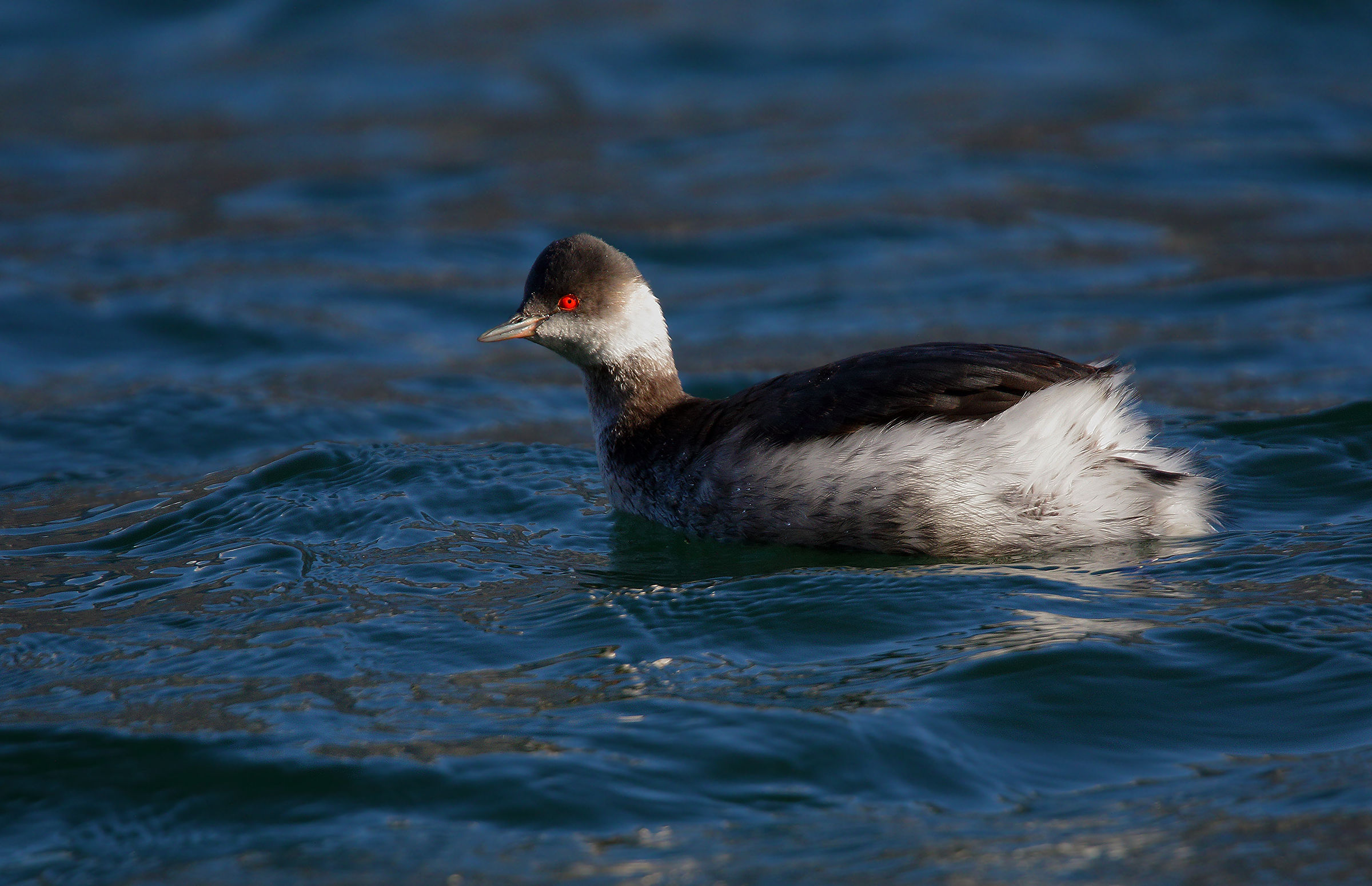 Small Grebe