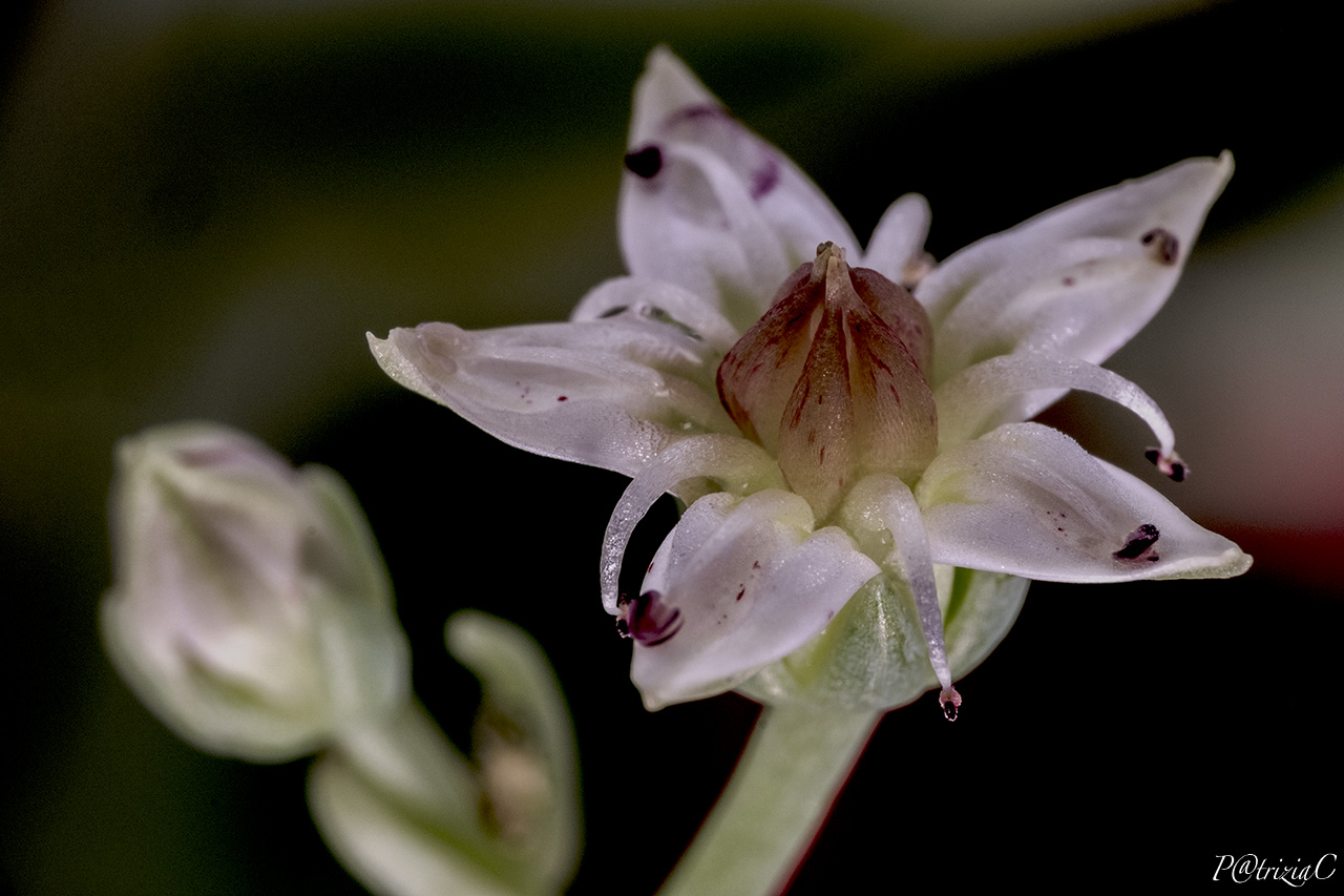 __fiore di graptopetalum__