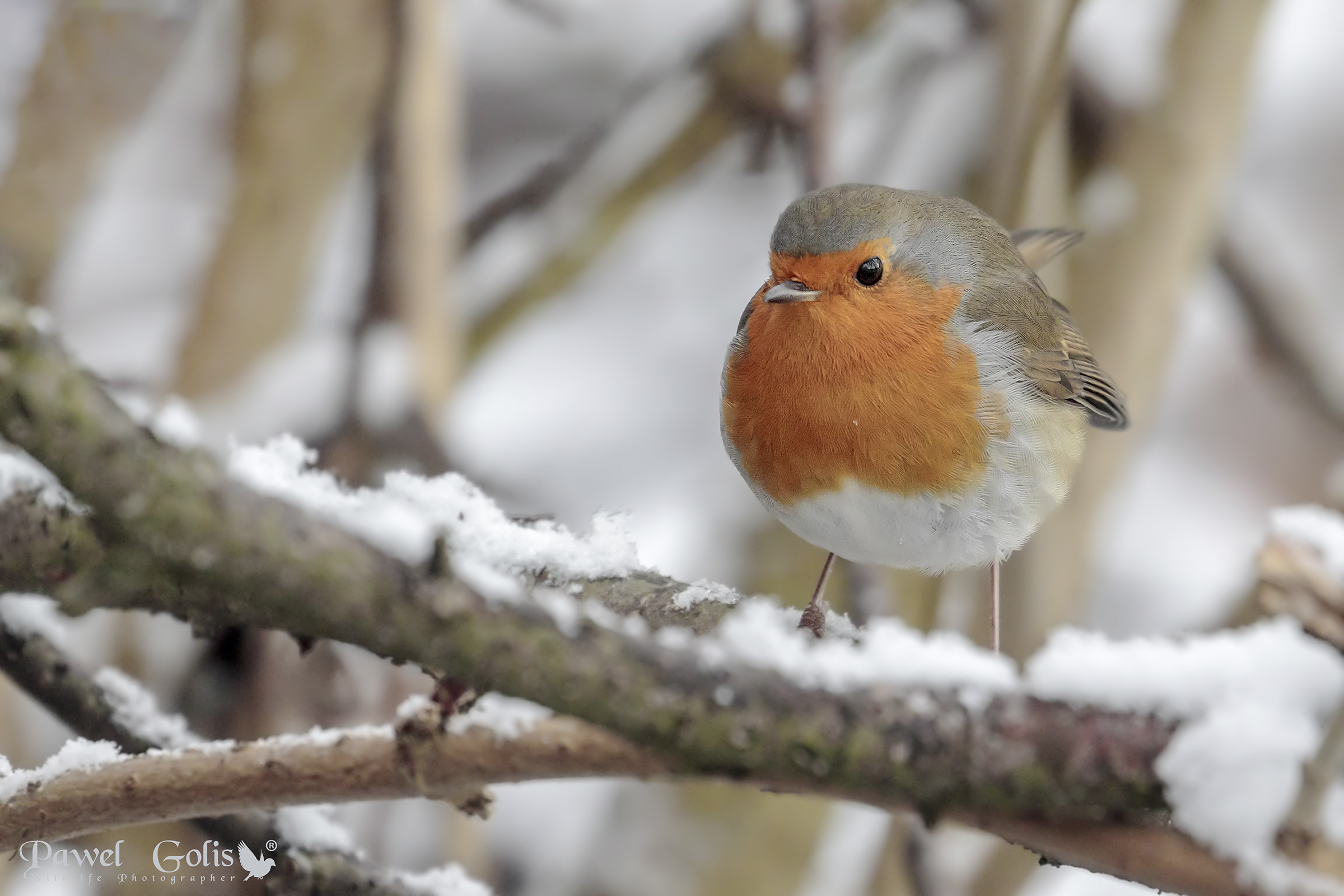 Pettirosso invernale (Erithacus rubecula)