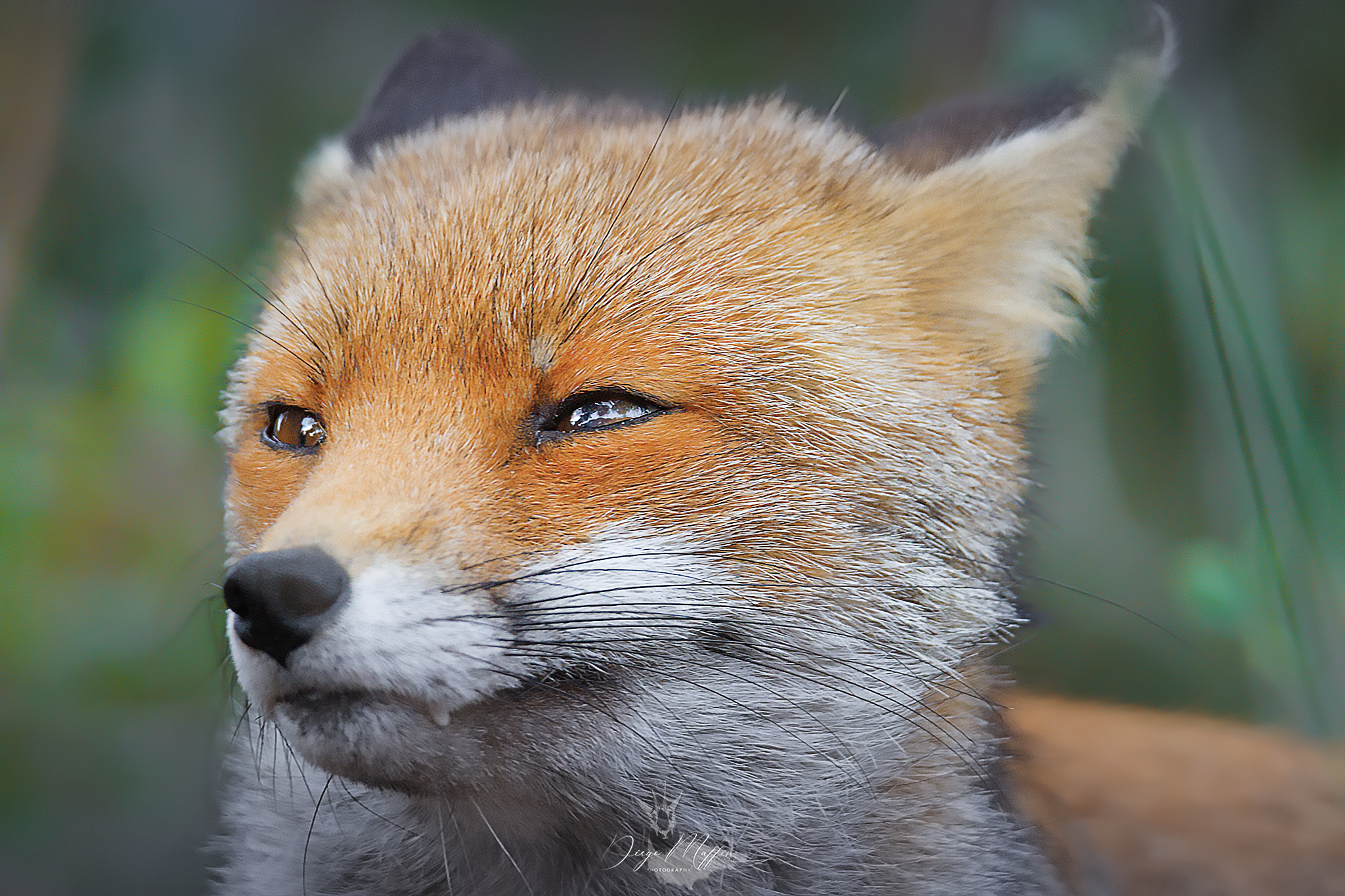 Fox