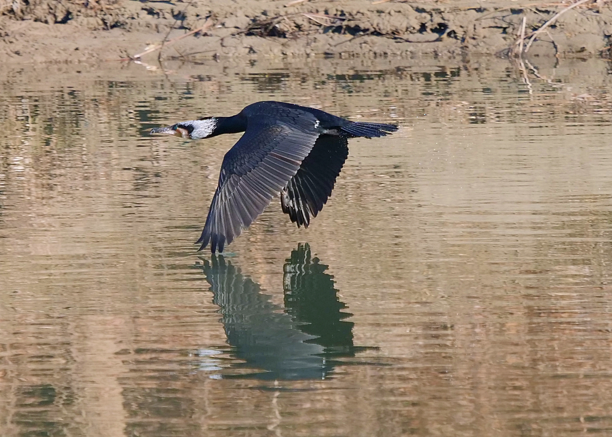cormorano a filo d'acqua