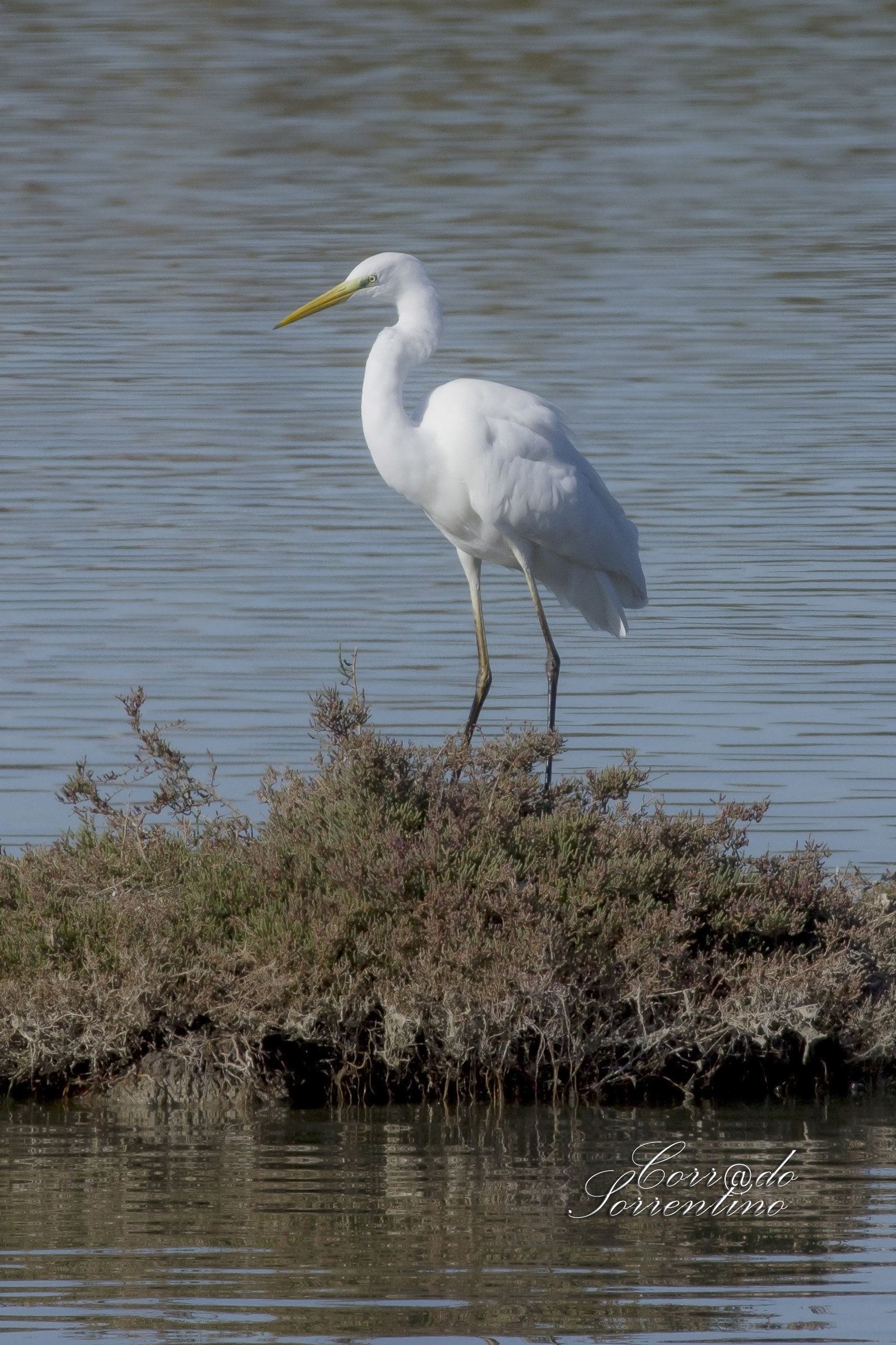 Airone bianco maggiore