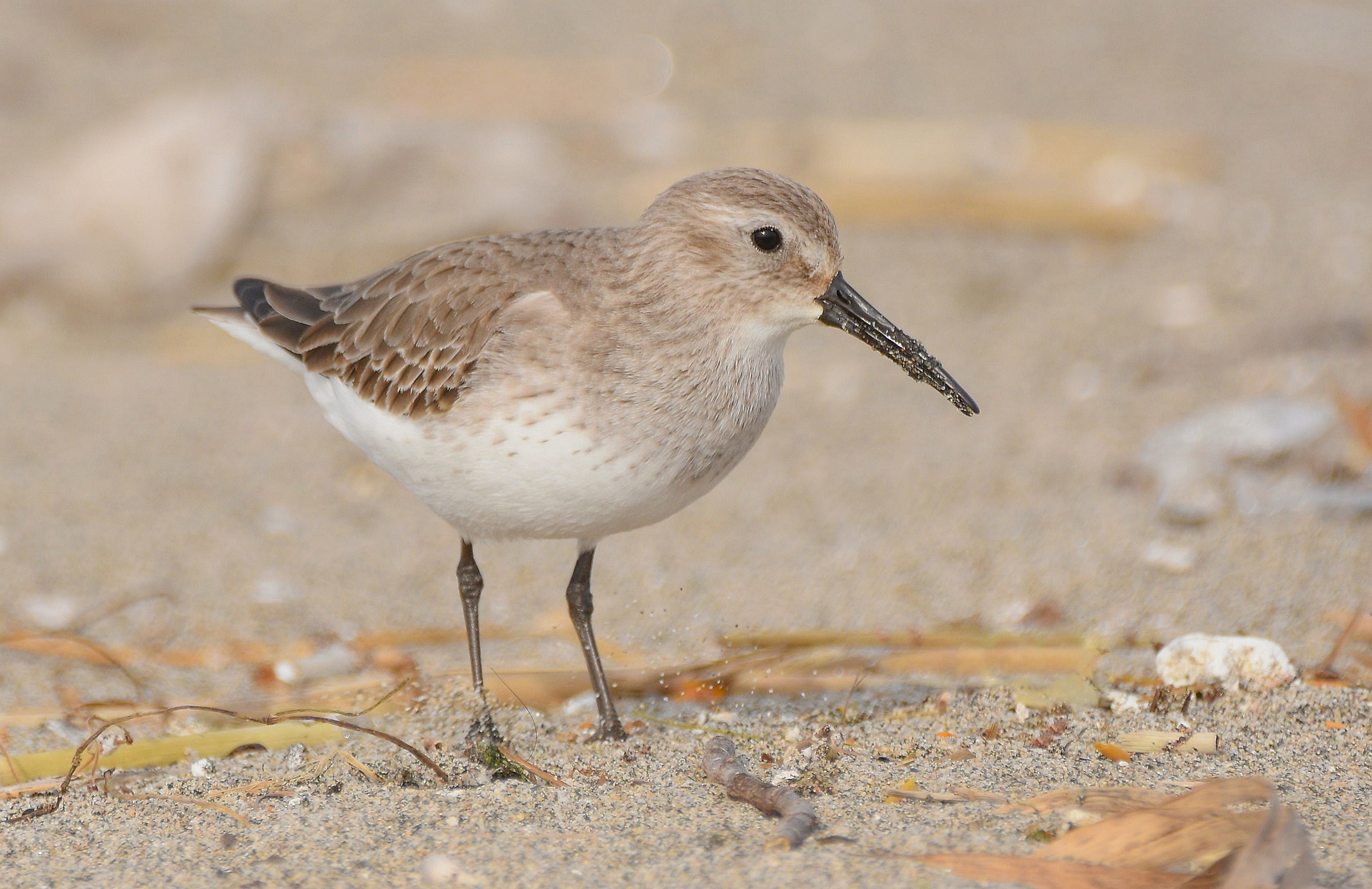 Piovanello pancianera