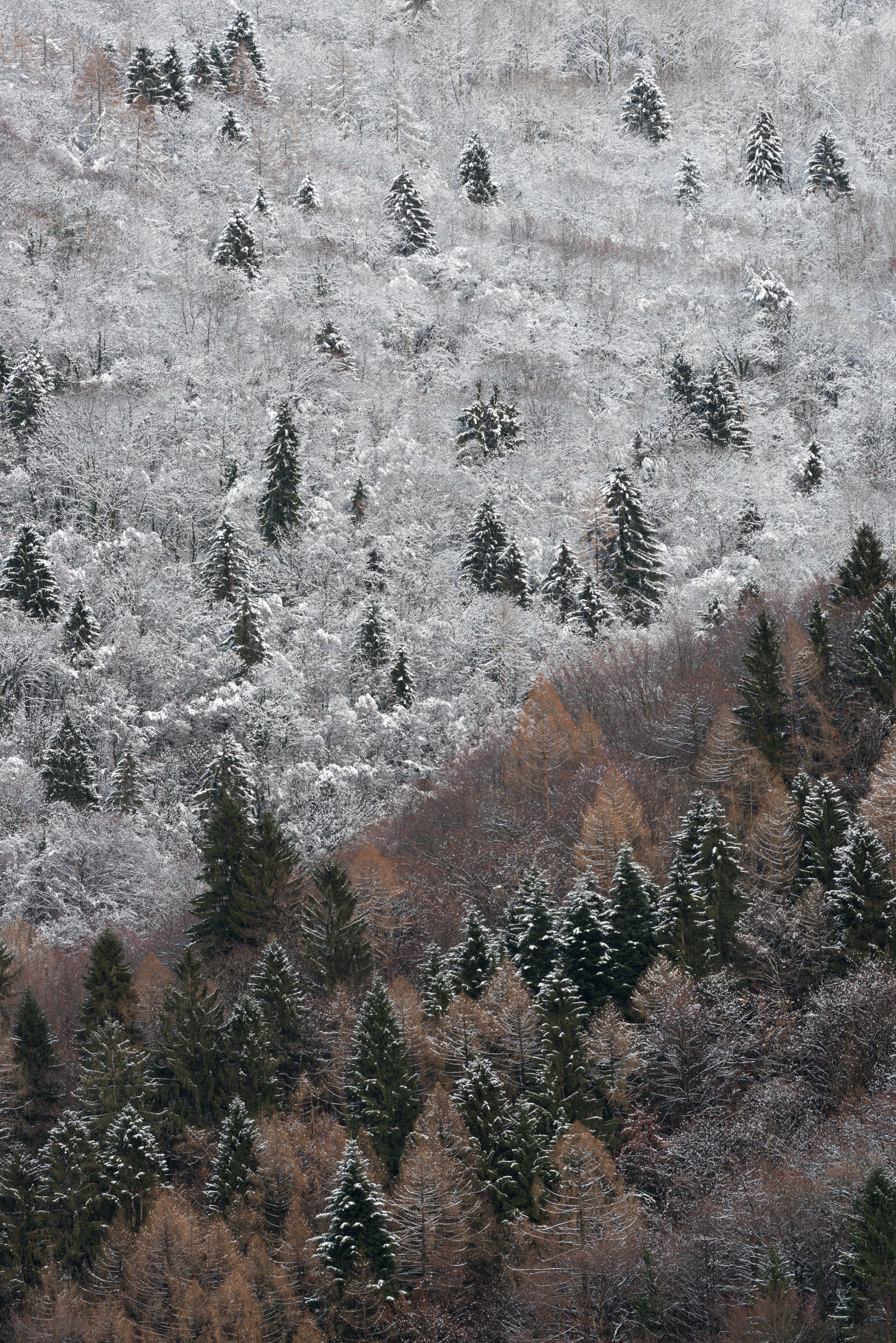 Dumbledore presence.