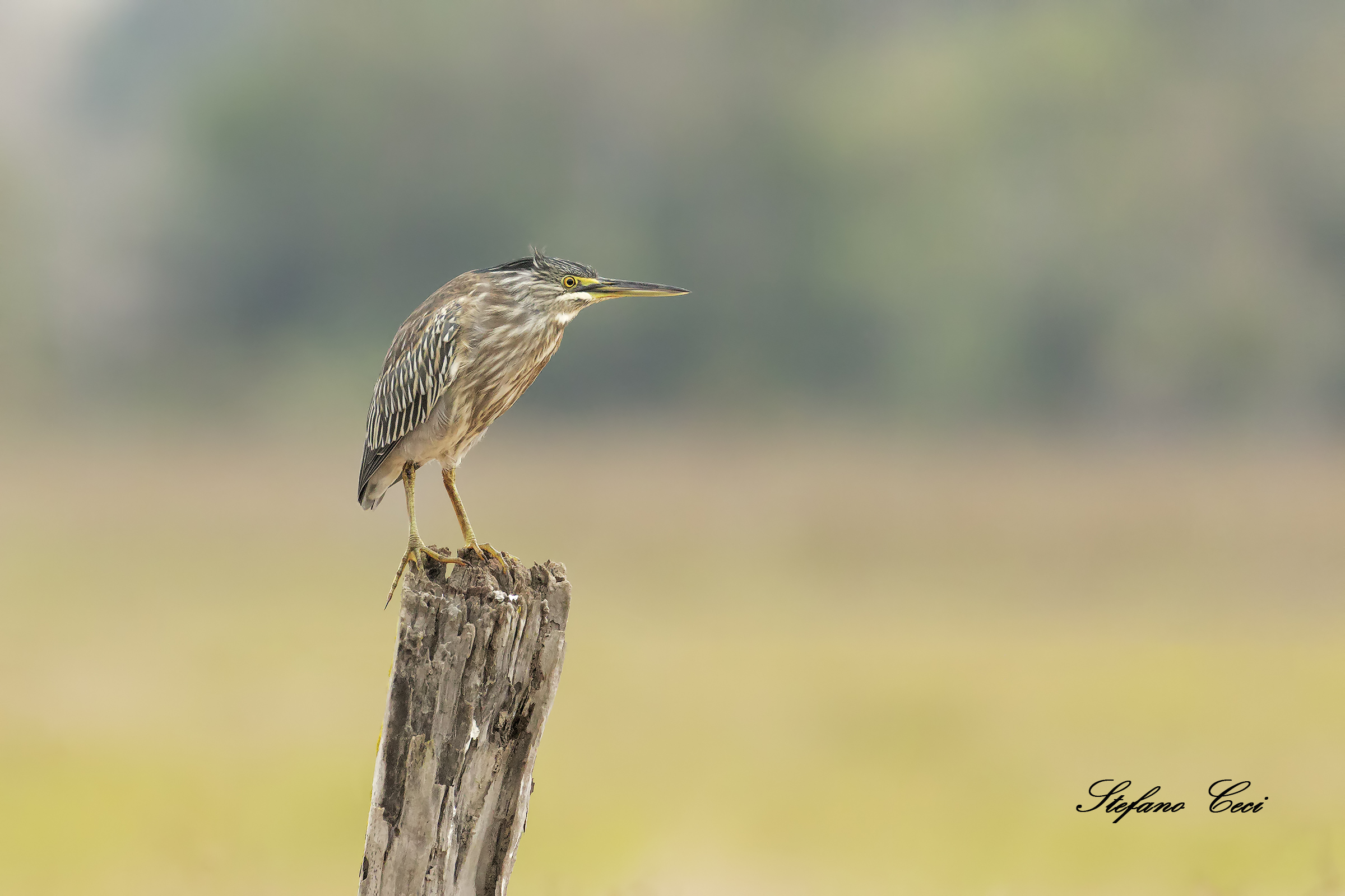 Striped Heron