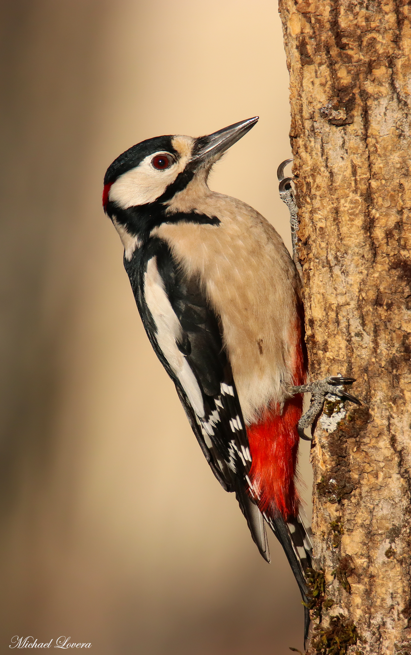 Picchio rosso maggiore