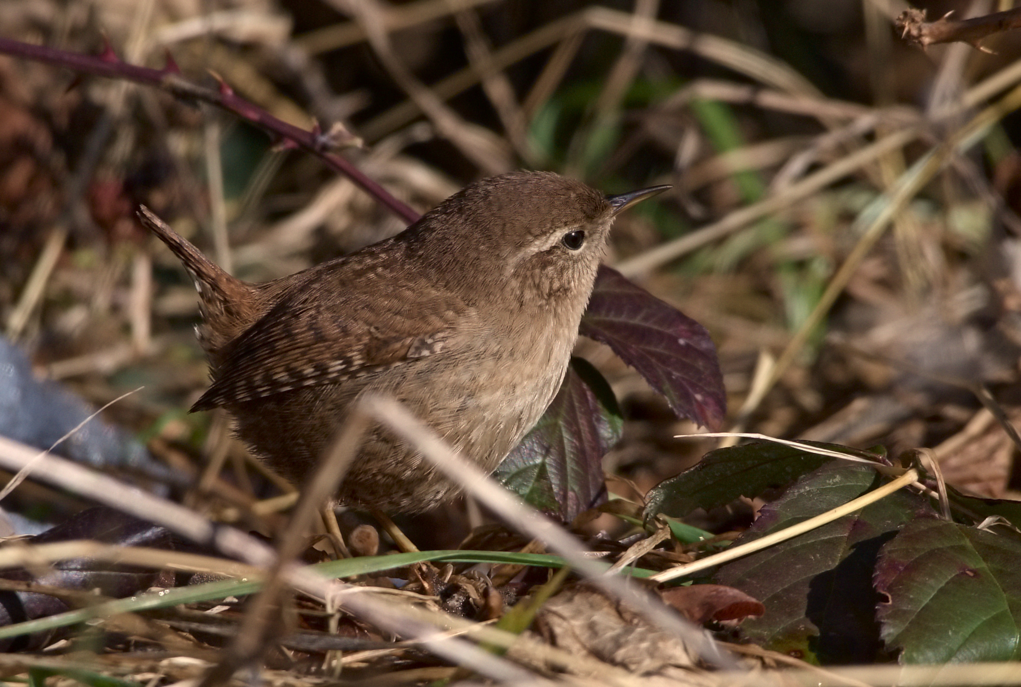 Wren