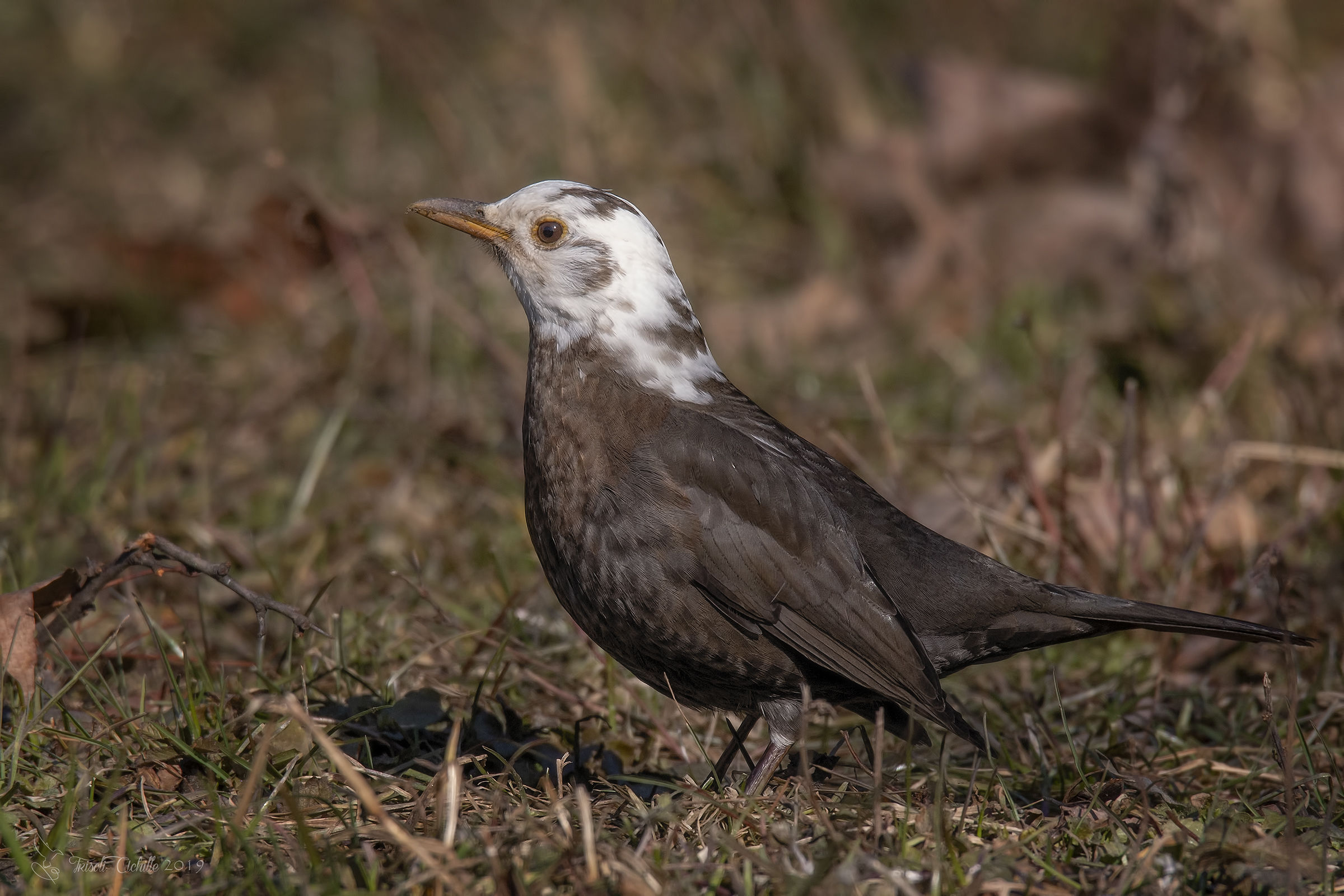Partly leucistic Blackbird