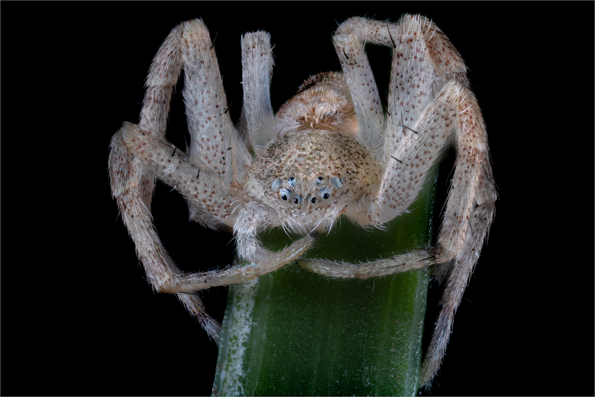 Philodromus