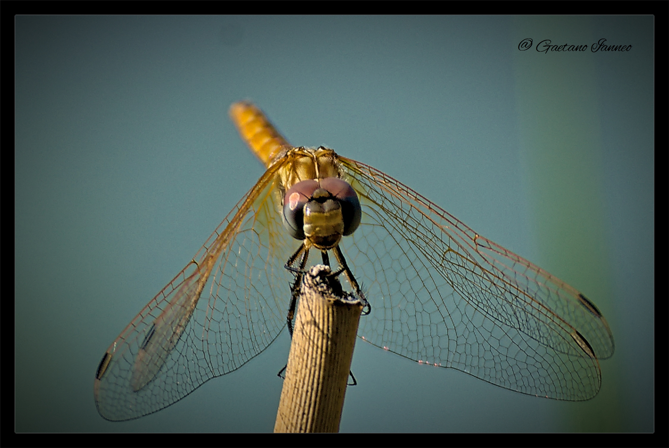 Dragonfly