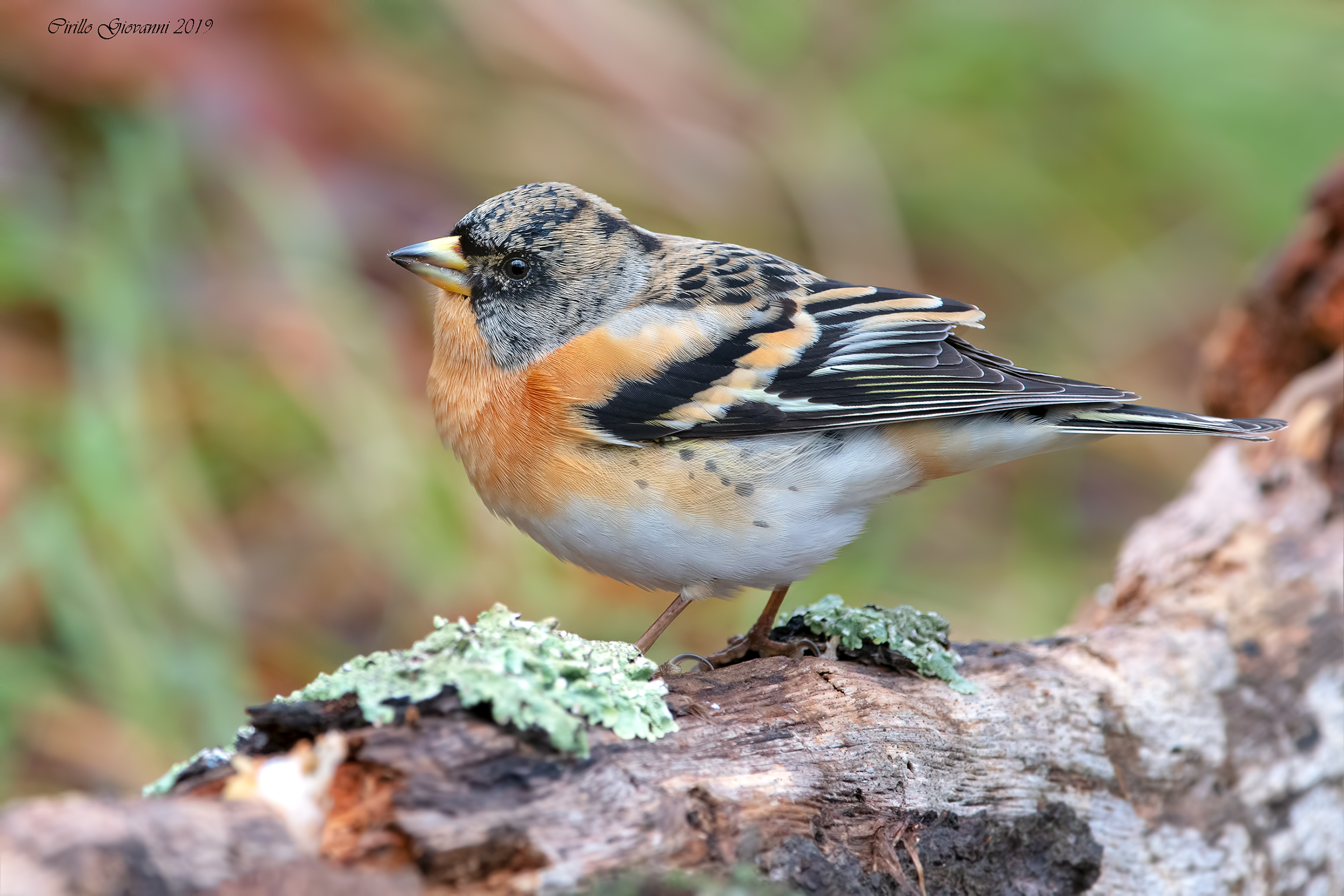 Brambling