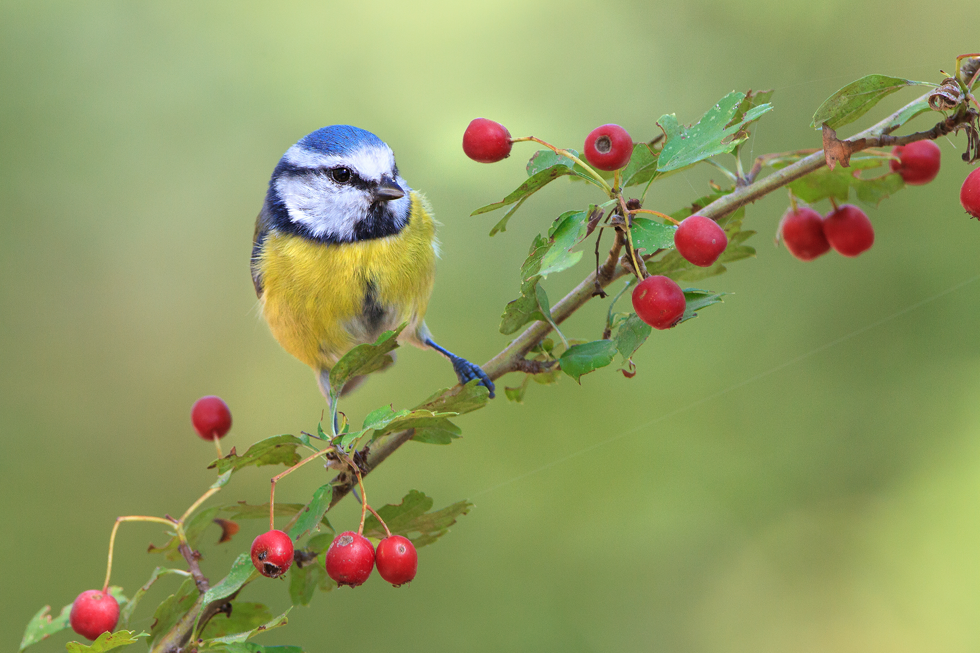 Berries, what a passion-Cinciarella