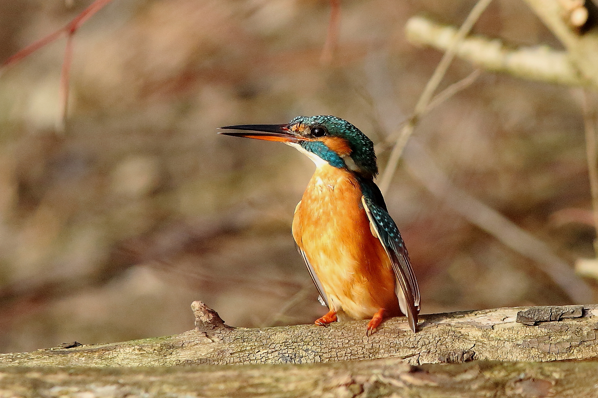 La femmina insiste 1°